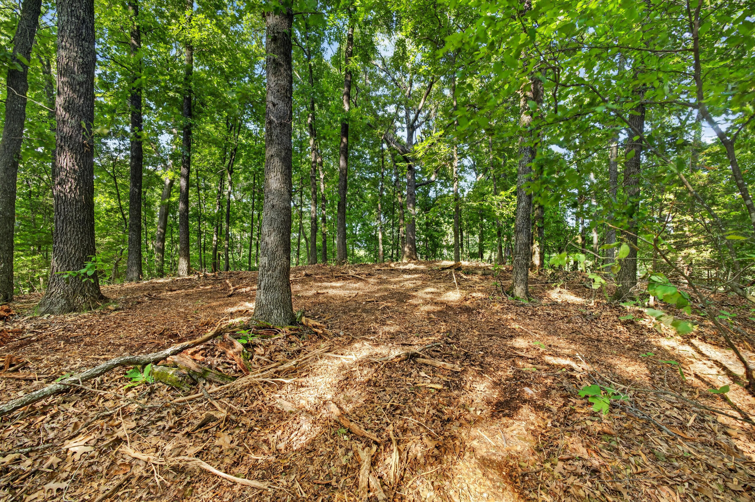 006 Cantrell Road Property Photo 18