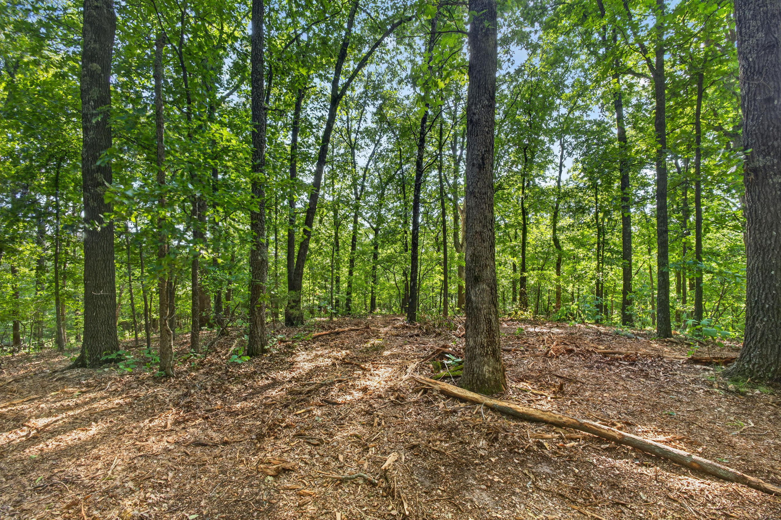 006 Cantrell Road Property Photo 19