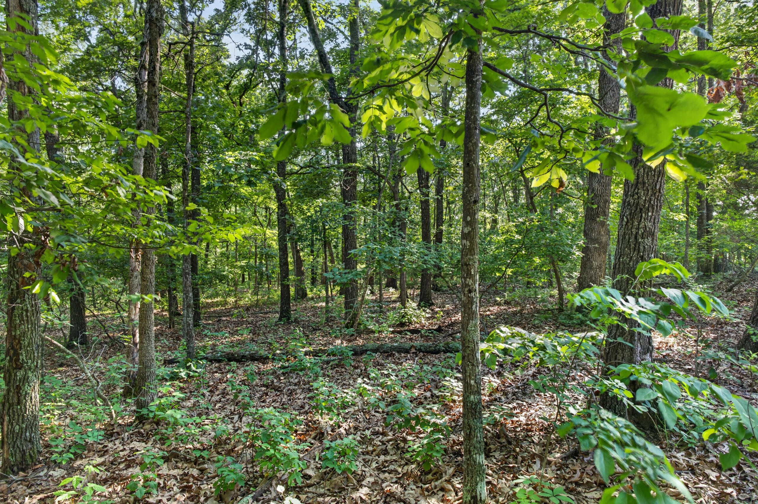 006 Cantrell Road Property Photo 21