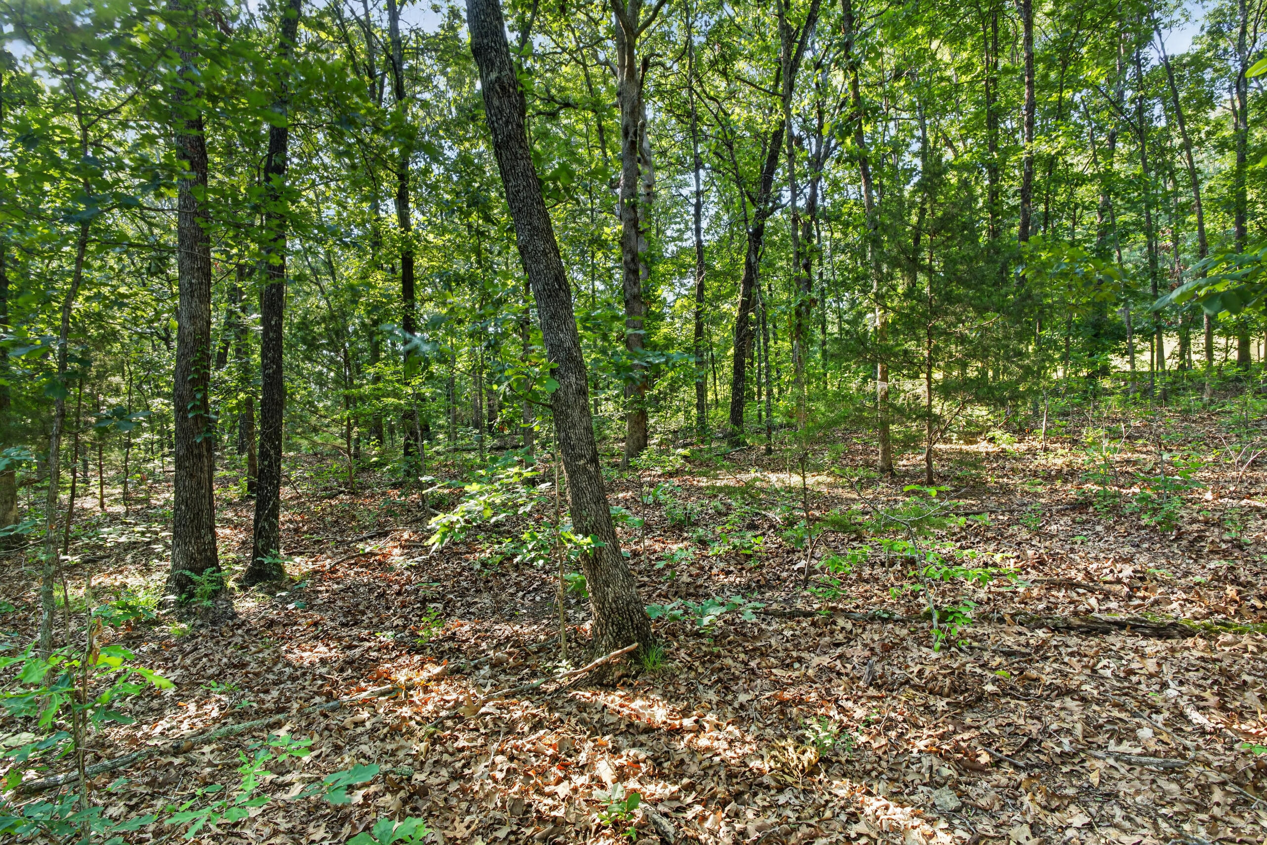 006 Cantrell Road Property Photo 23