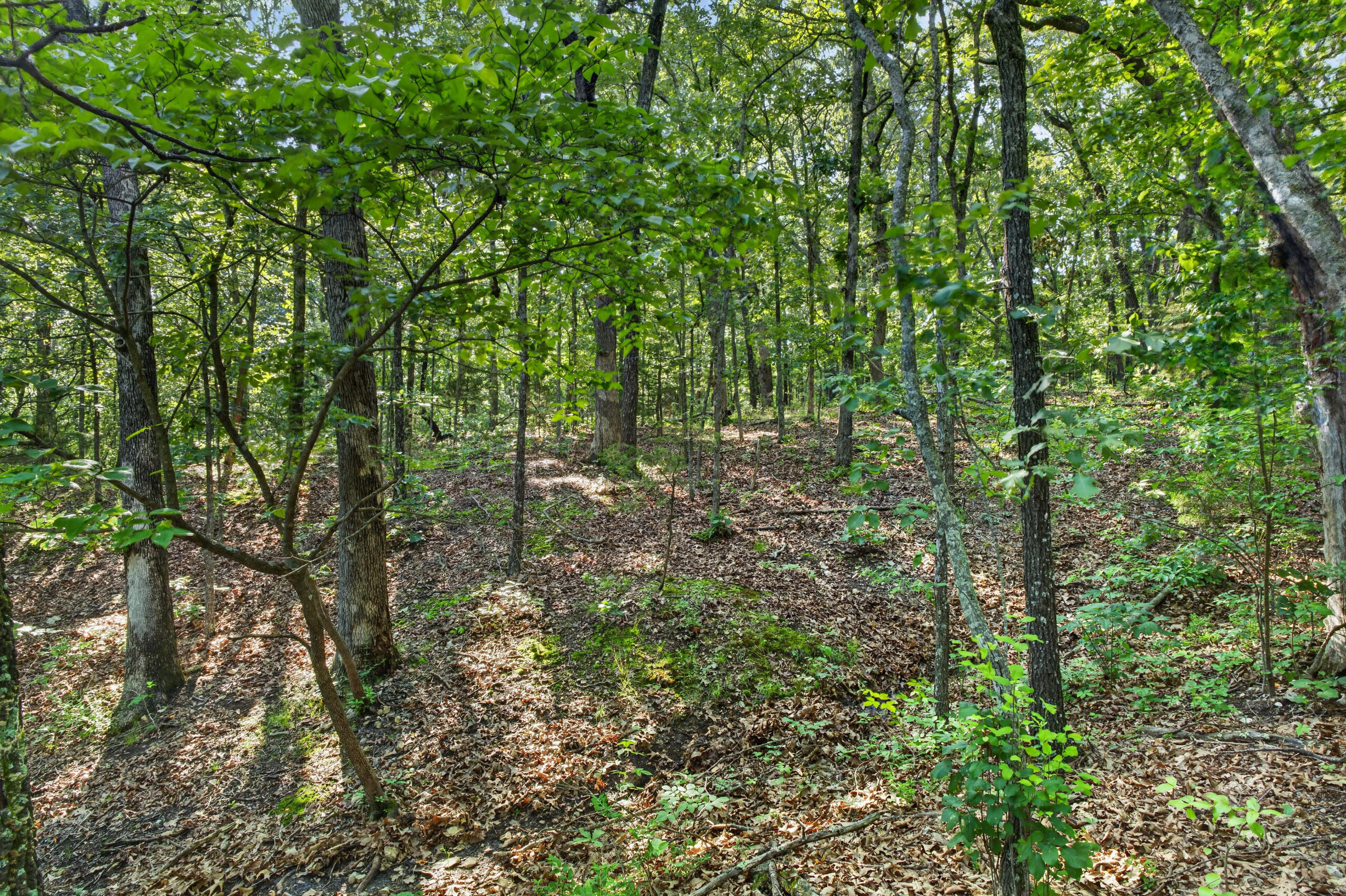 006 Cantrell Road Property Photo 24