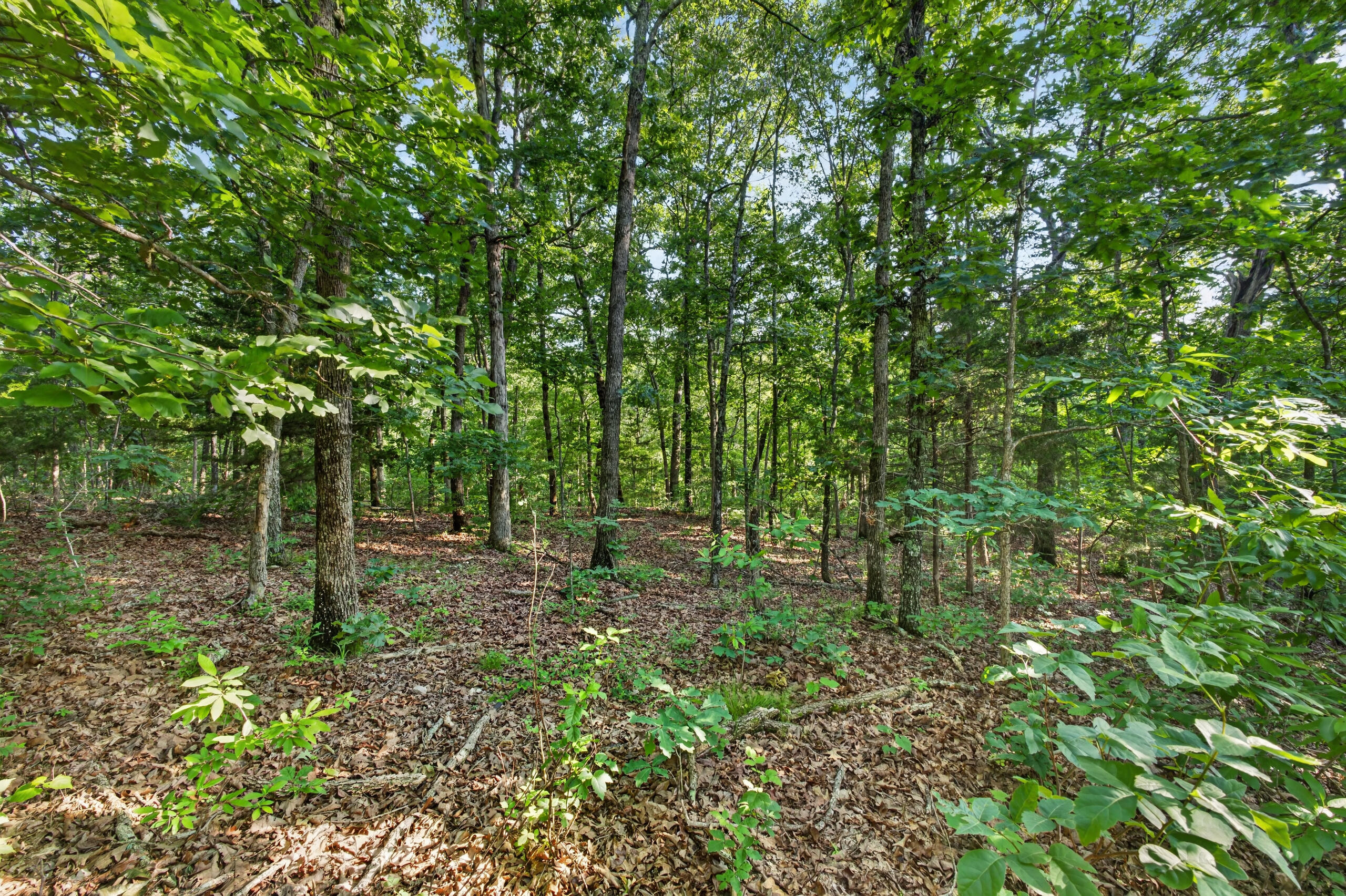 005 Cantrell Road Property Photo 10