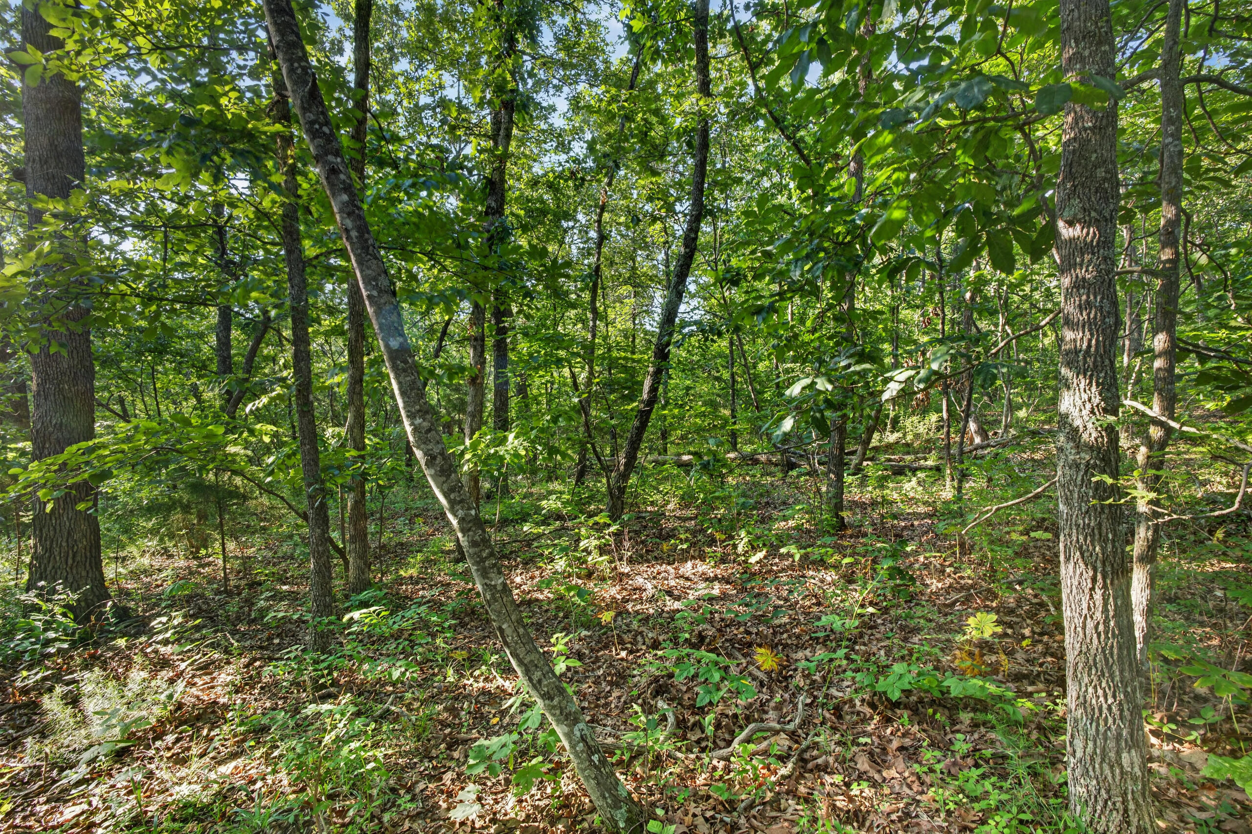 005 Cantrell Road Property Photo 11