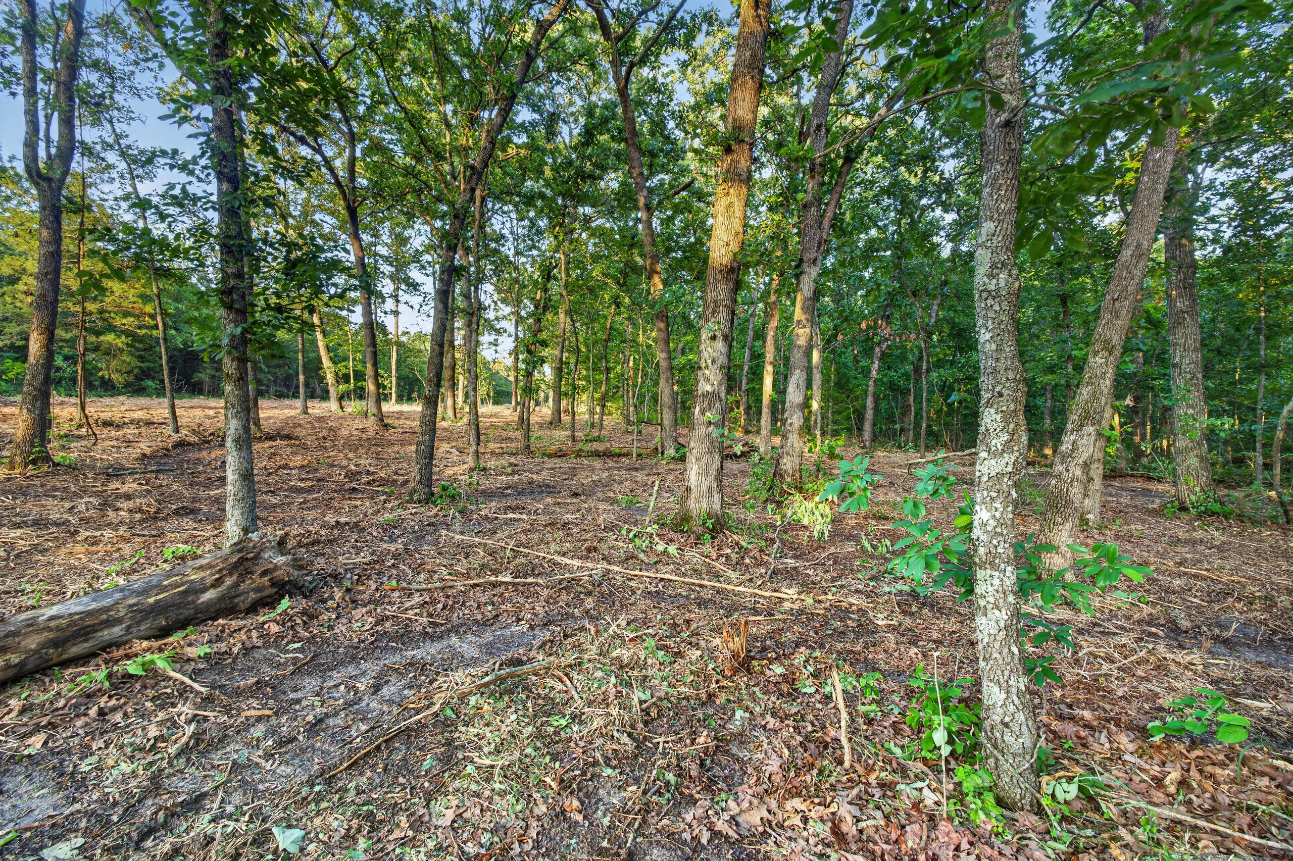 004 Cantrell Road Property Photo 8
