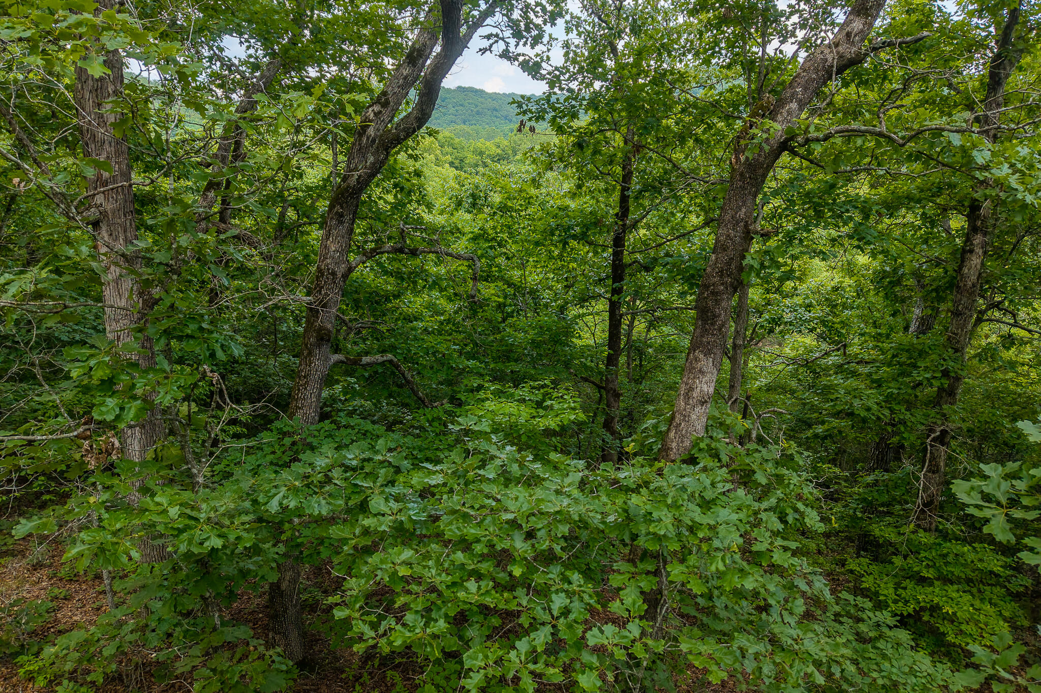 000 Hoot Owl Trail Property Photo 38