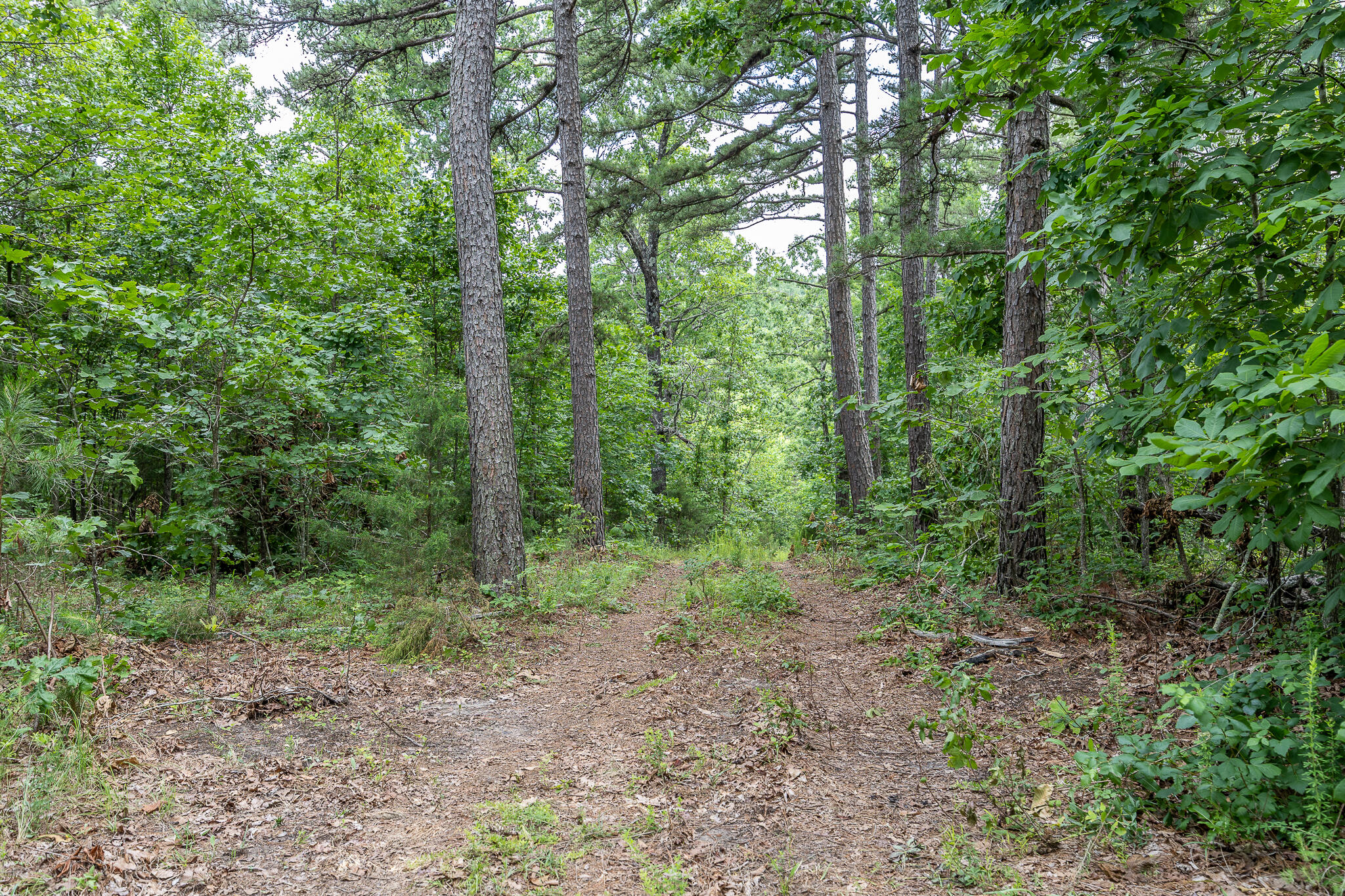 000 Hoot Owl Trail Property Photo 39