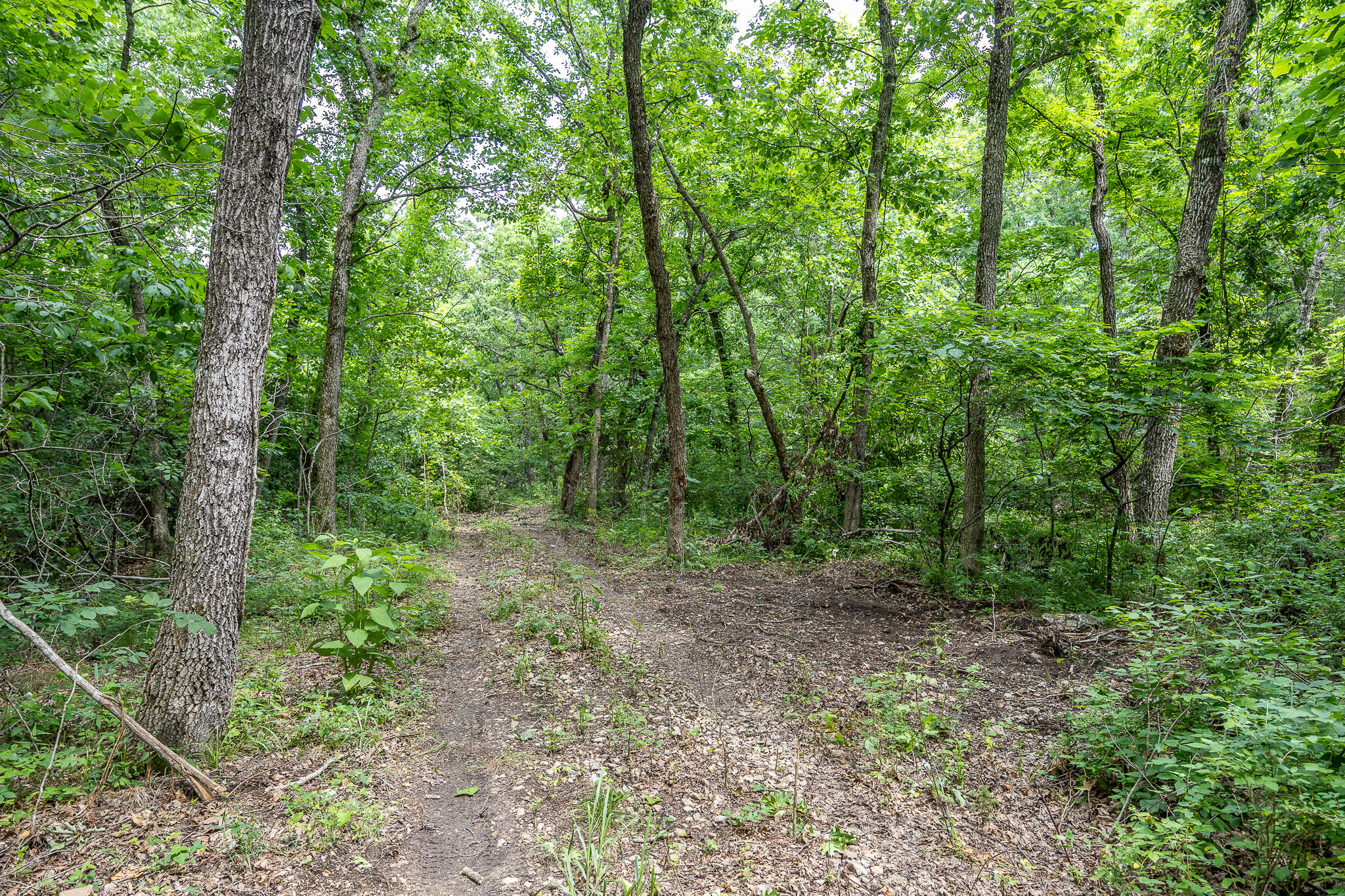 000 Hoot Owl Trail Property Photo 43