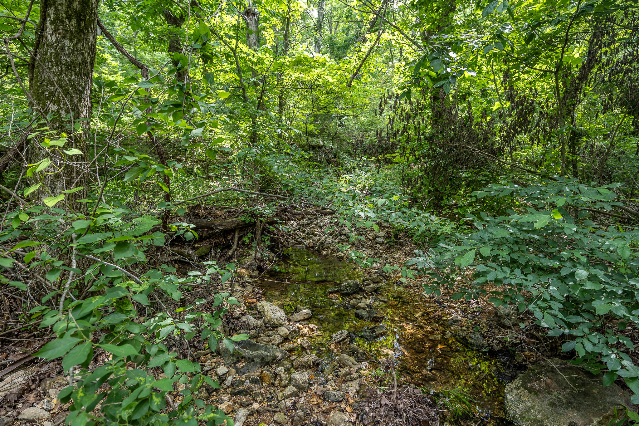 000 Hoot Owl Trail Property Photo 44