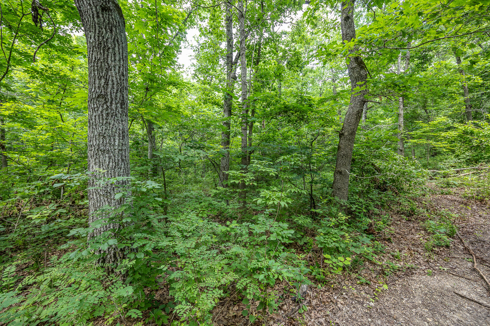000 Hoot Owl Trail Property Photo 47
