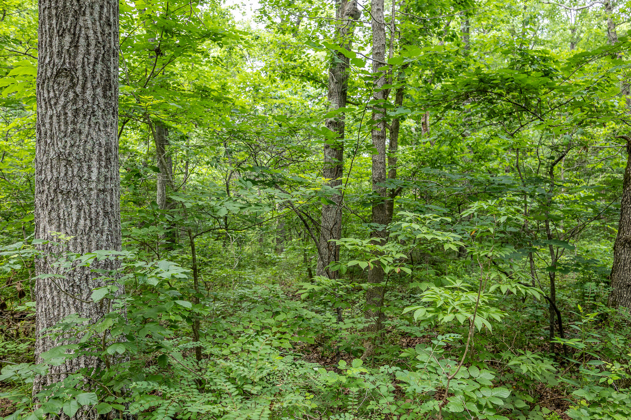 000 Hoot Owl Trail Property Photo 48