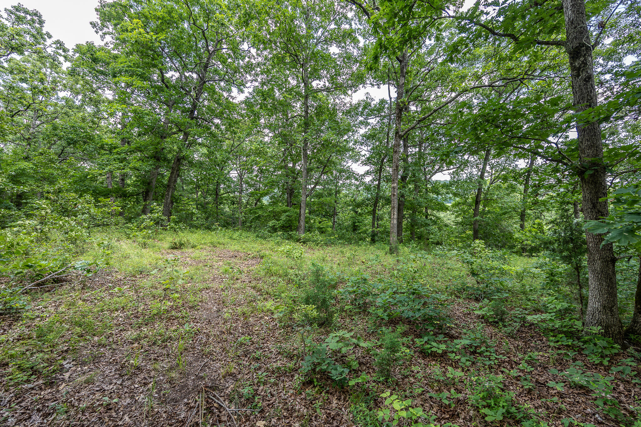 000 Hoot Owl Trail Property Photo 49