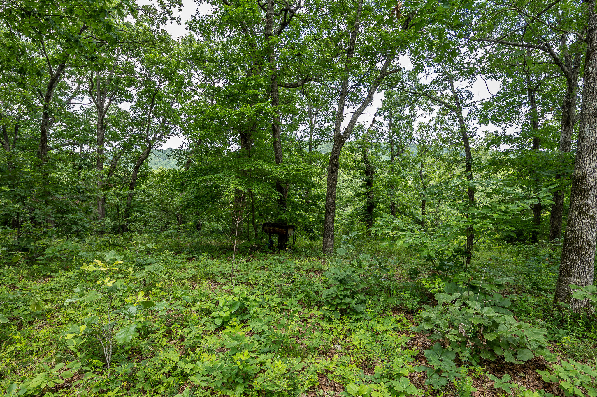 000 Hoot Owl Trail Property Photo 50