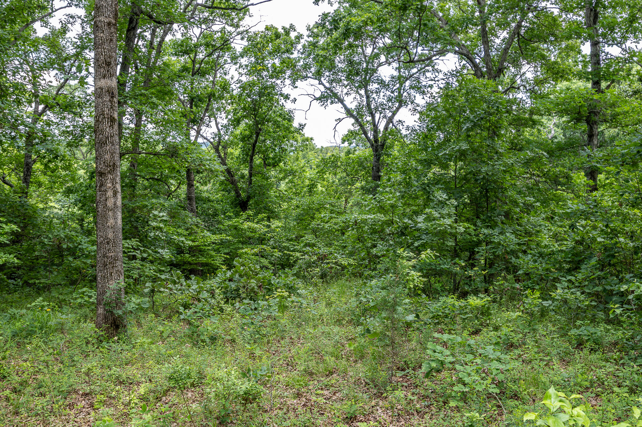 000 Hoot Owl Trail Property Photo 52