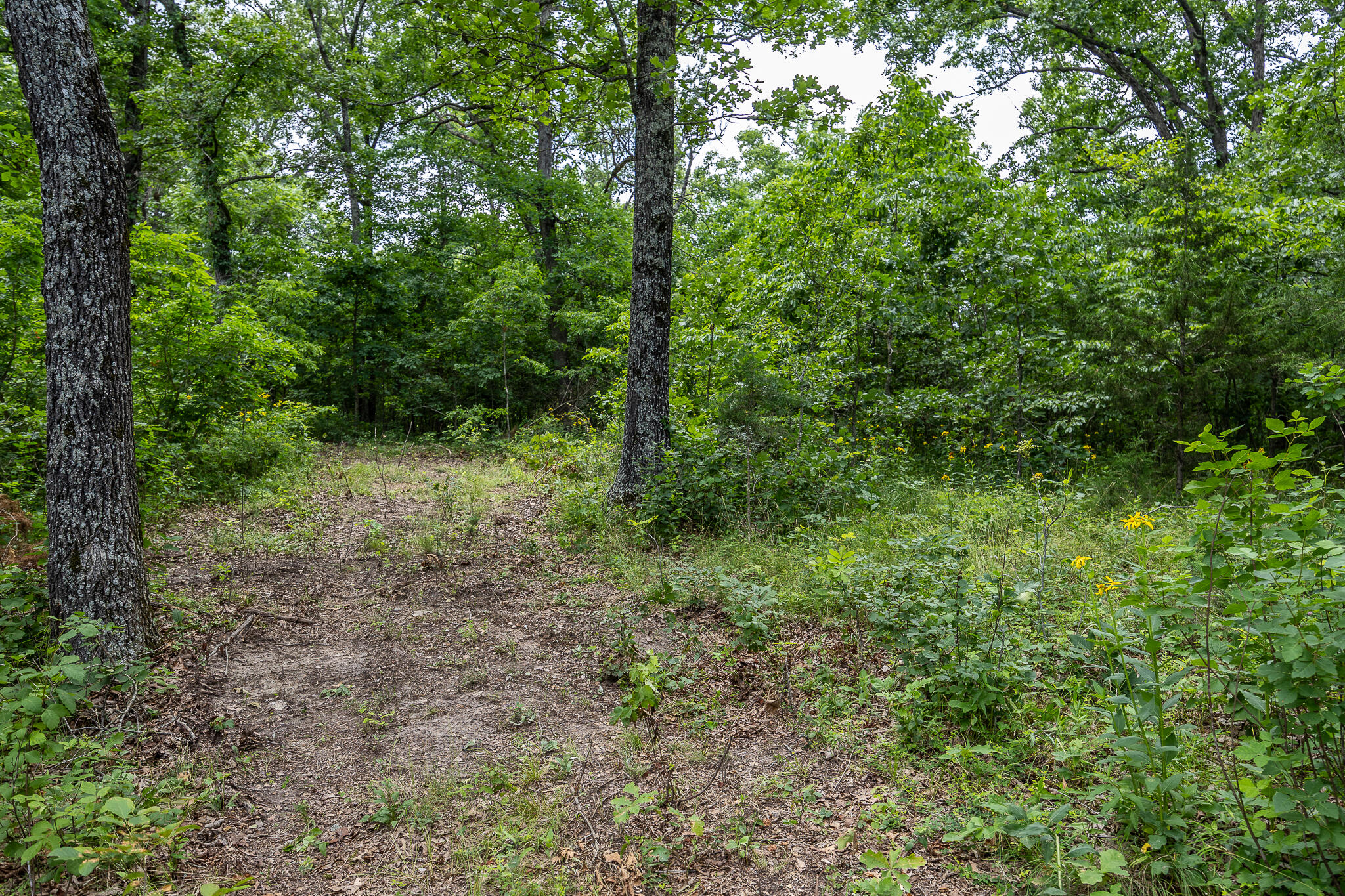 000 Hoot Owl Trail Property Photo 53