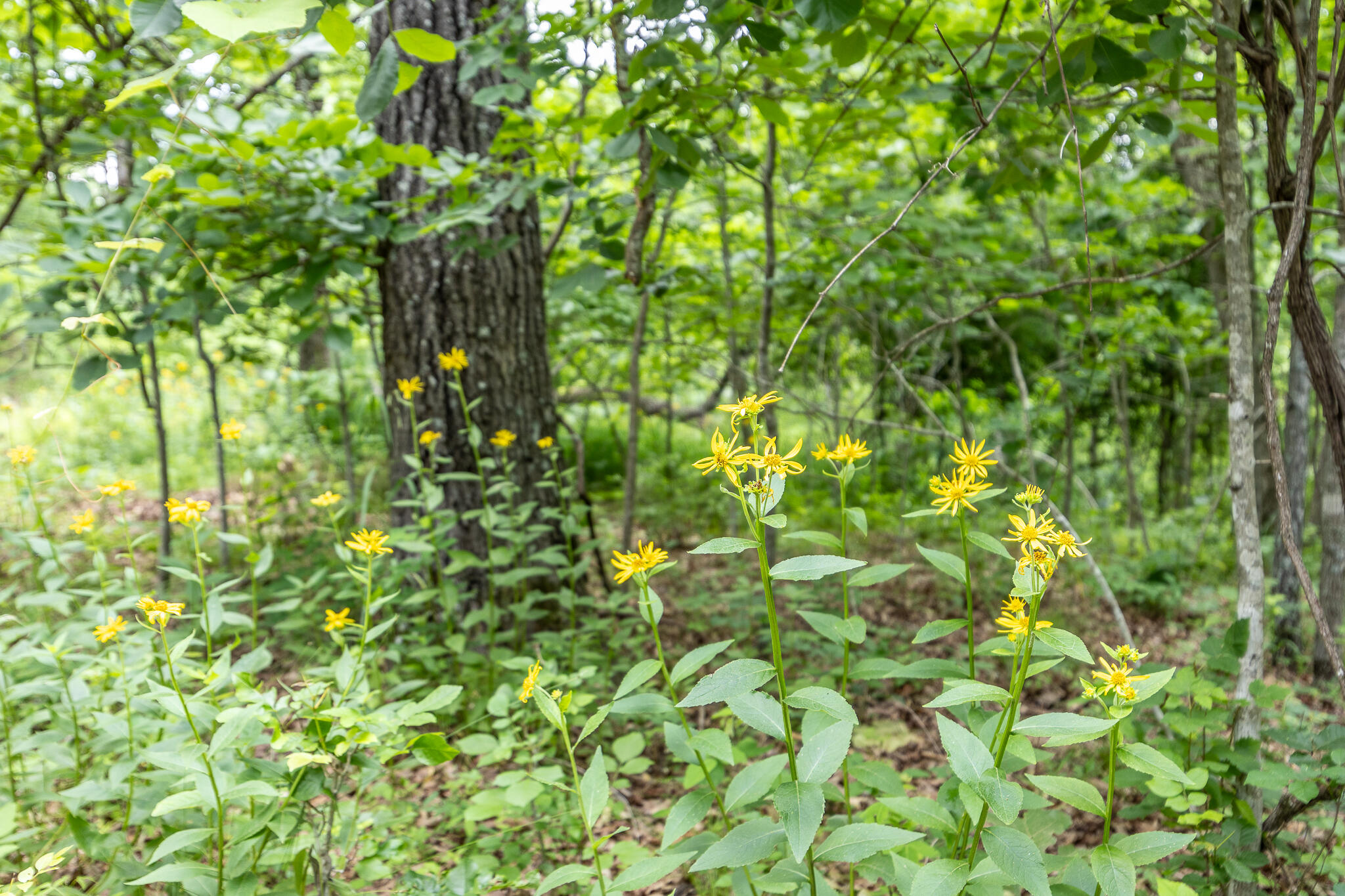 000 Hoot Owl Trail Property Photo 54