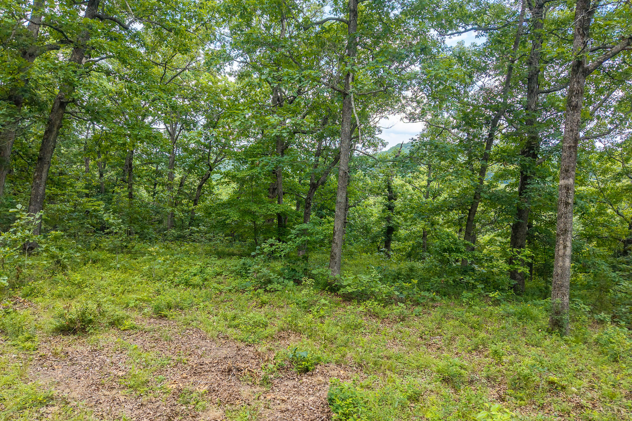 000 Hoot Owl Trail Property Photo 59