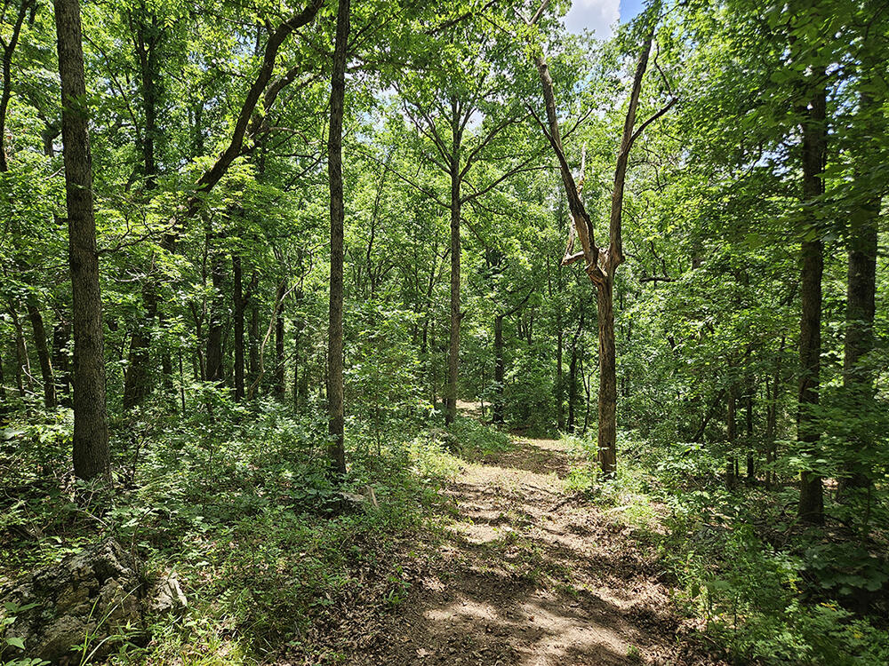 00 Forest Road 7989 Property Photo 5