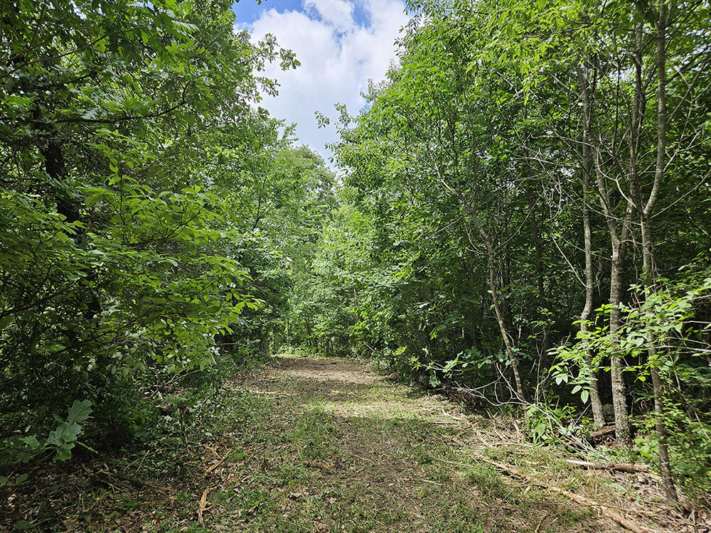 00 Forest Road 7989 Property Photo 14
