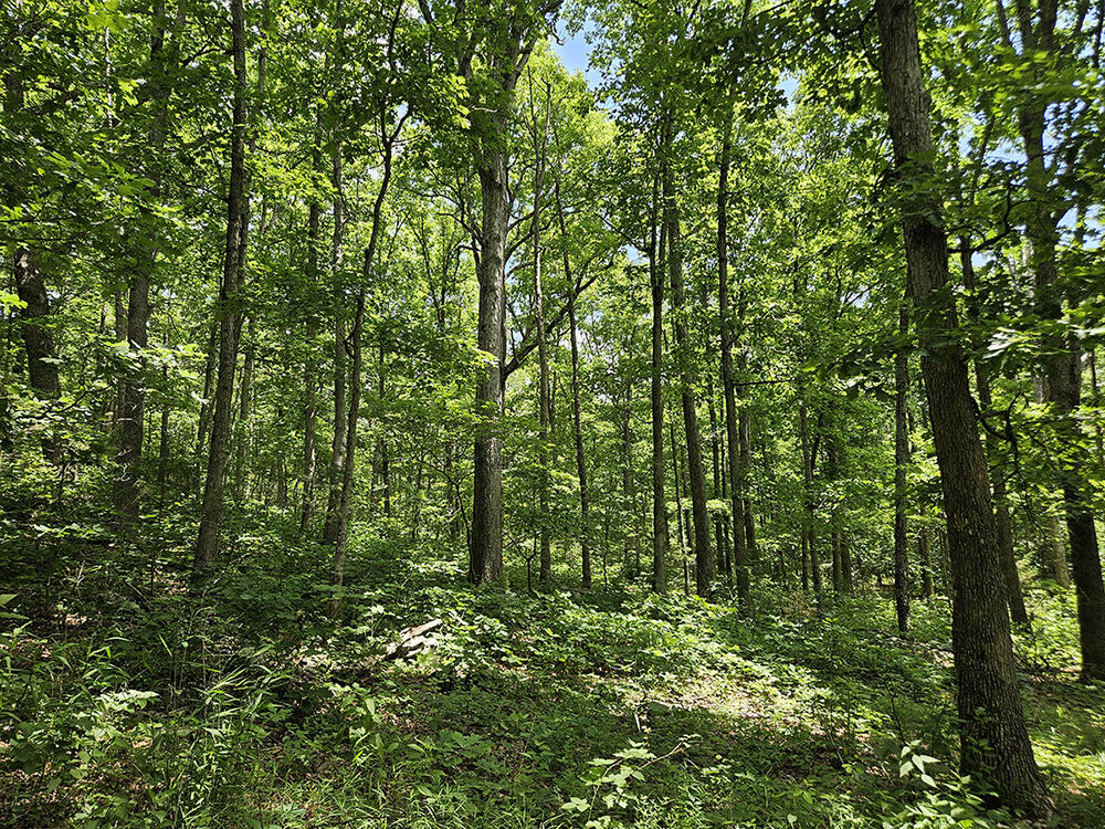 00 Forest Road 7989 Property Photo 31
