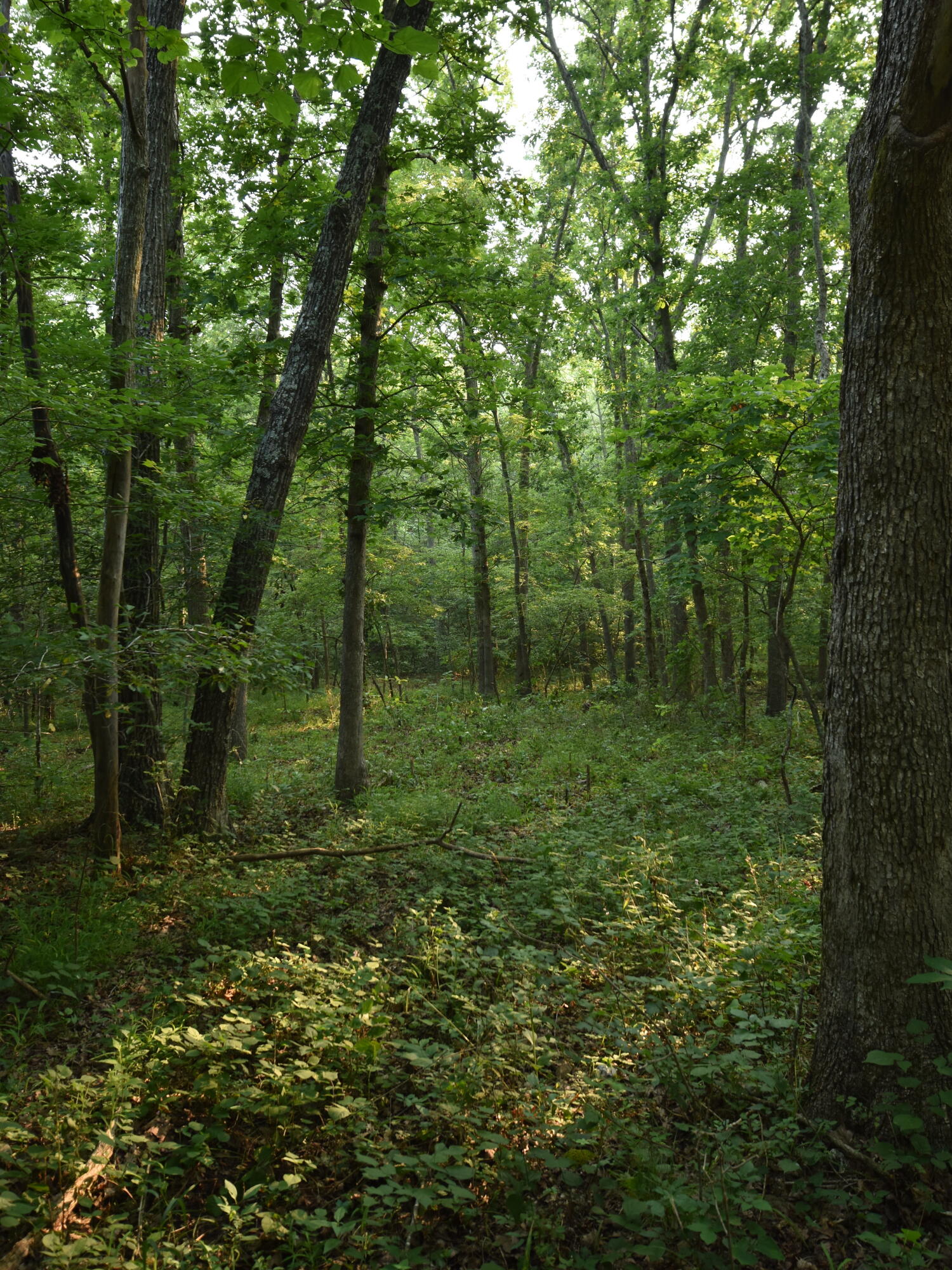 000 Highway Y Property Photo 17