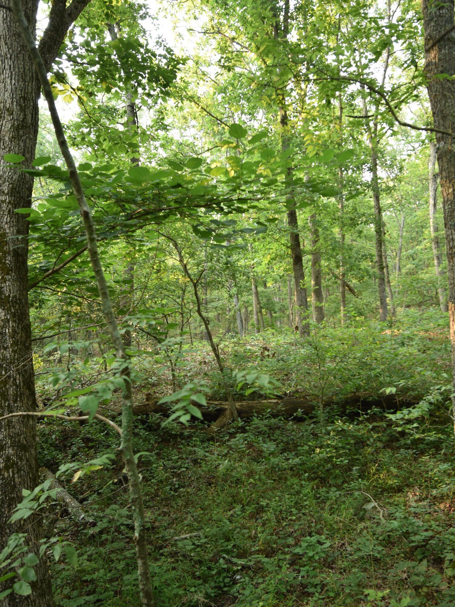 000 Highway Y Property Photo 18