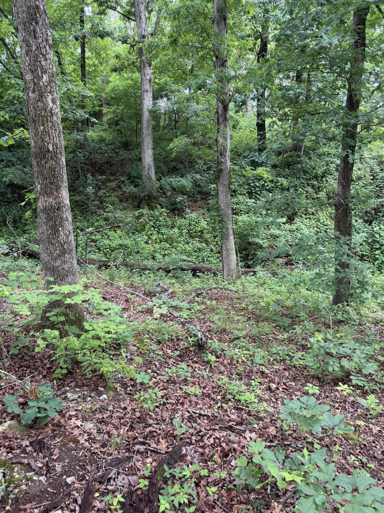 1510 State Highway Z Property Photo 19