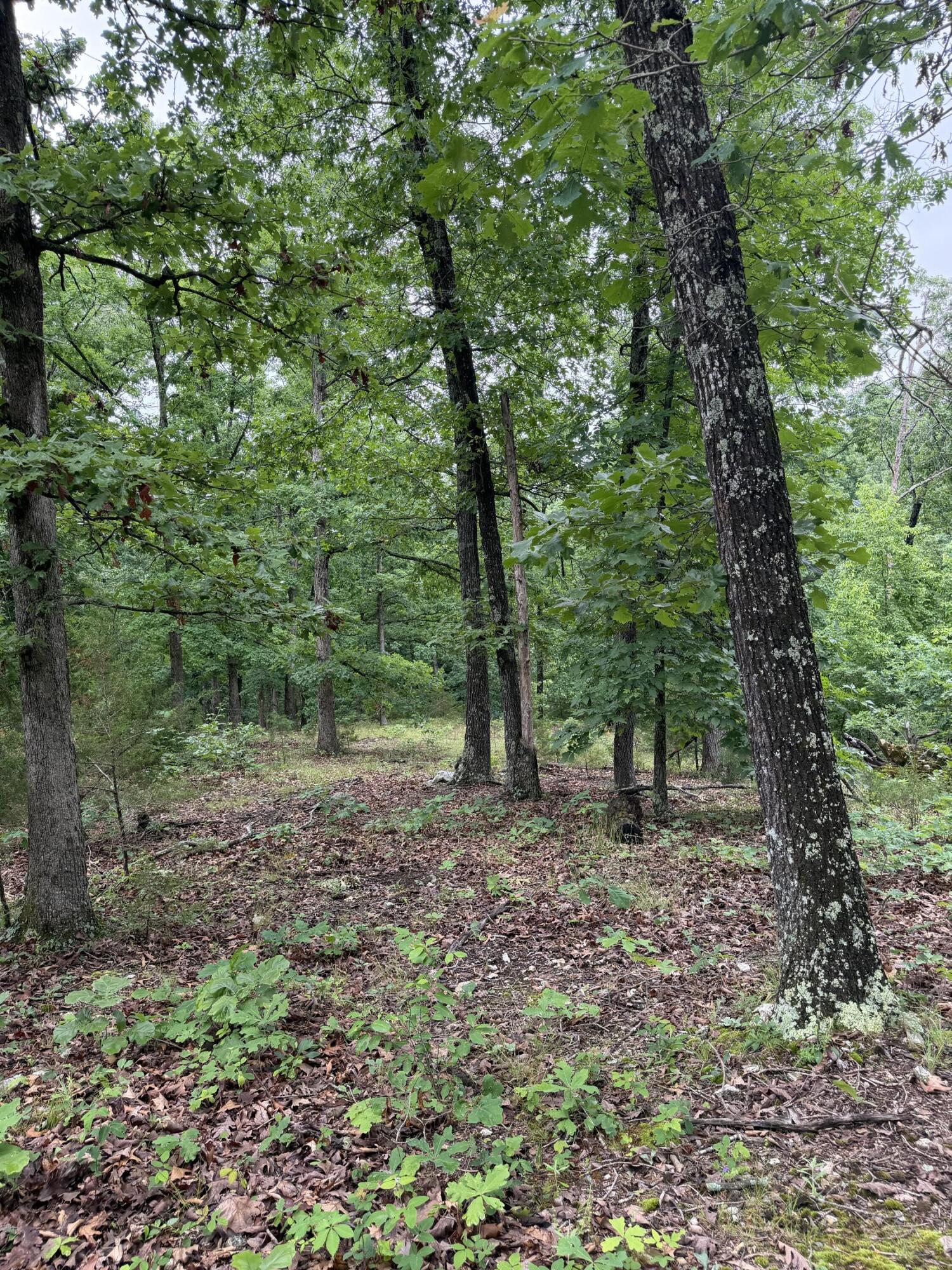 1510 State Highway Z Property Photo 20