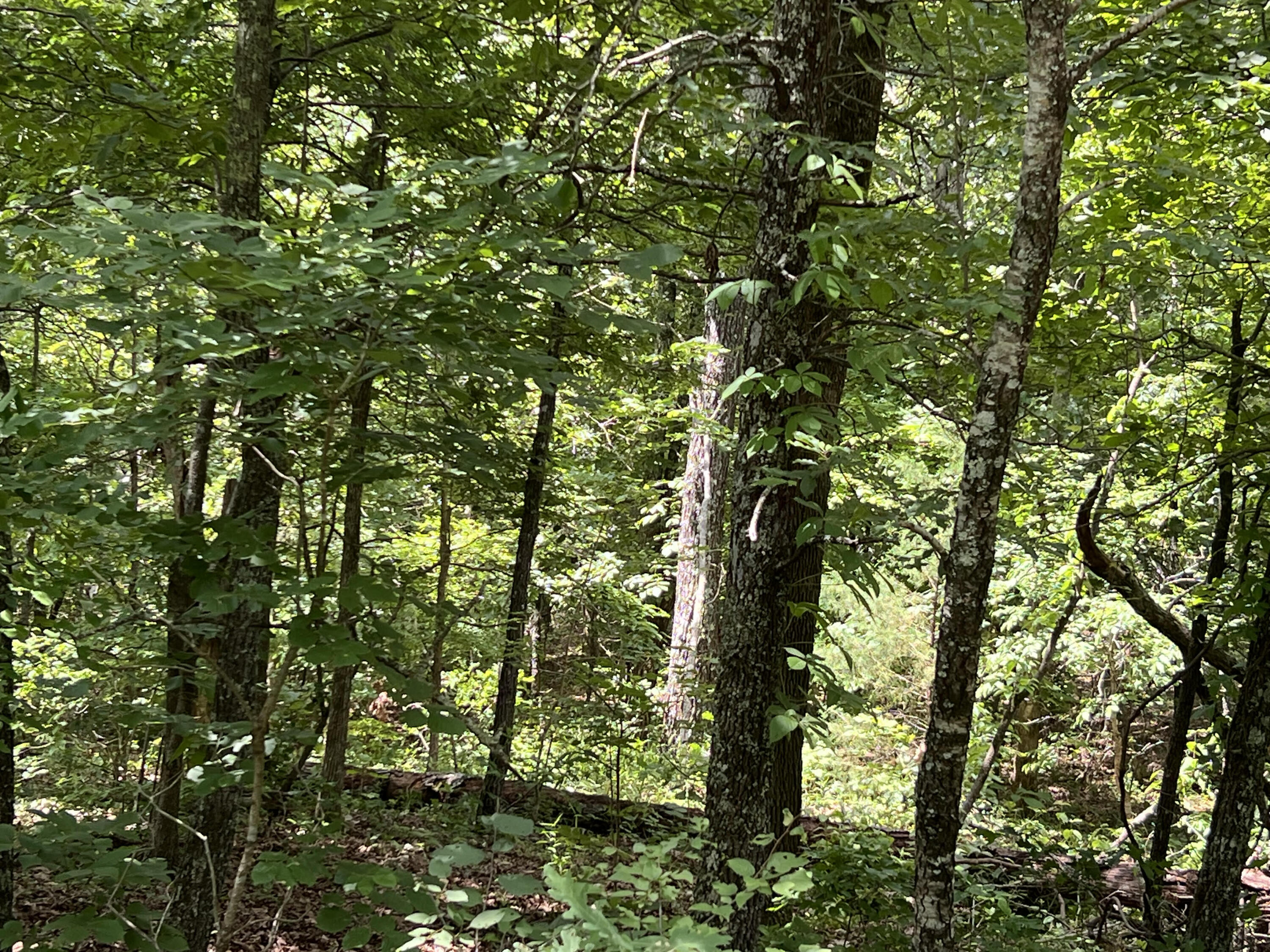 000 Pr Off Ridge Haven Property Photo 2