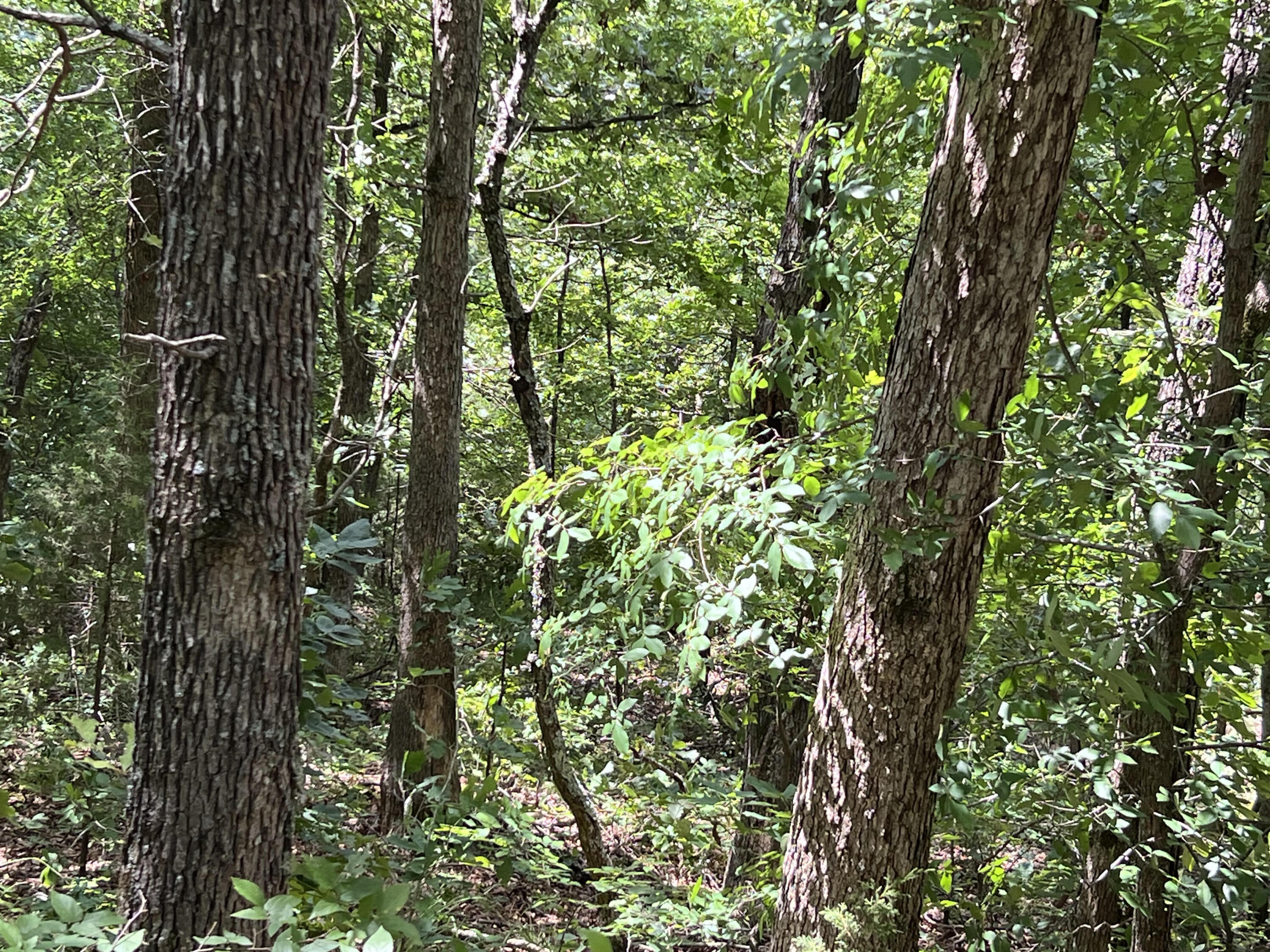 000 Pr Off Ridge Haven Property Photo 3