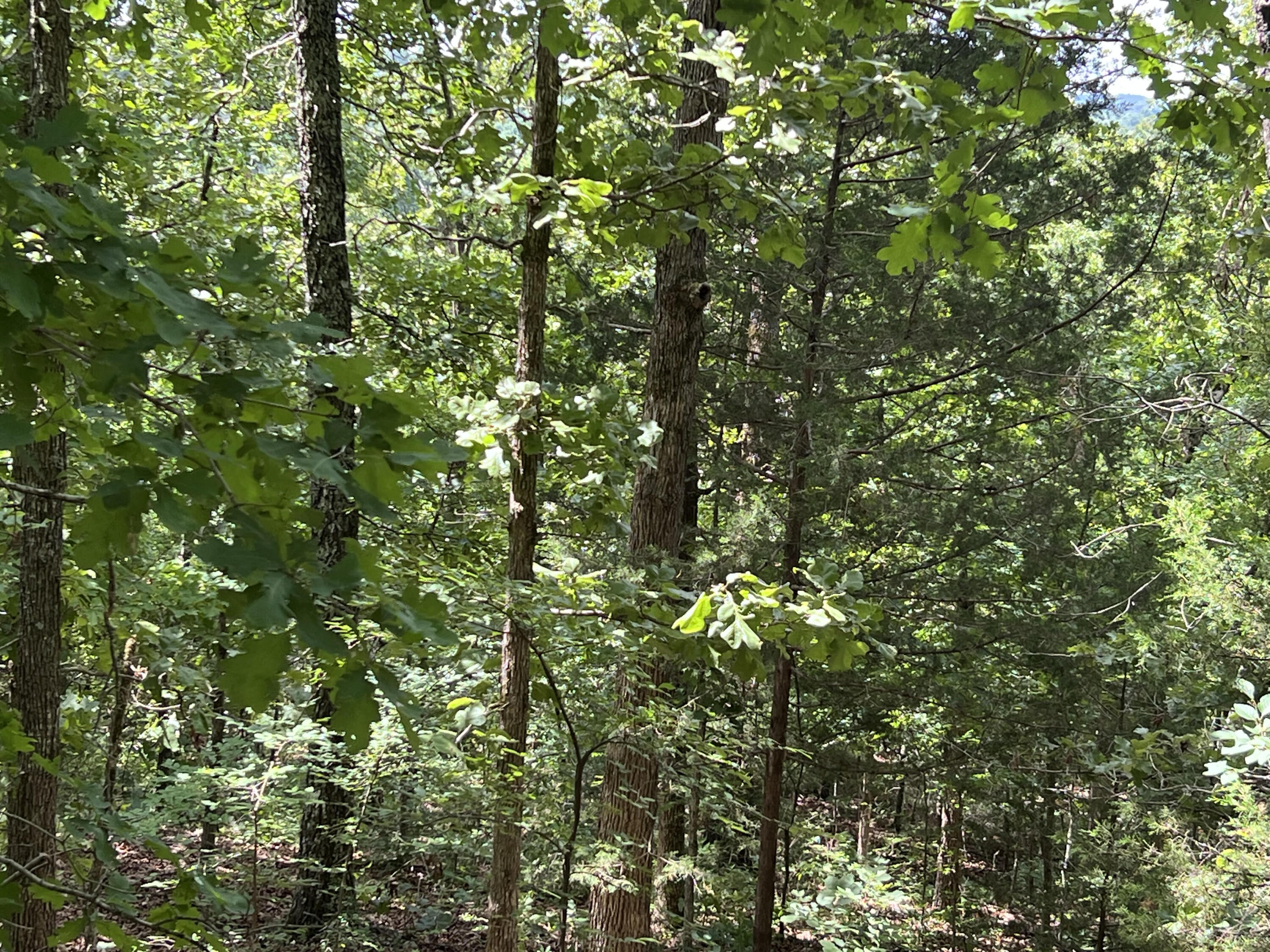 000 Pr Off Ridge Haven Property Photo 4