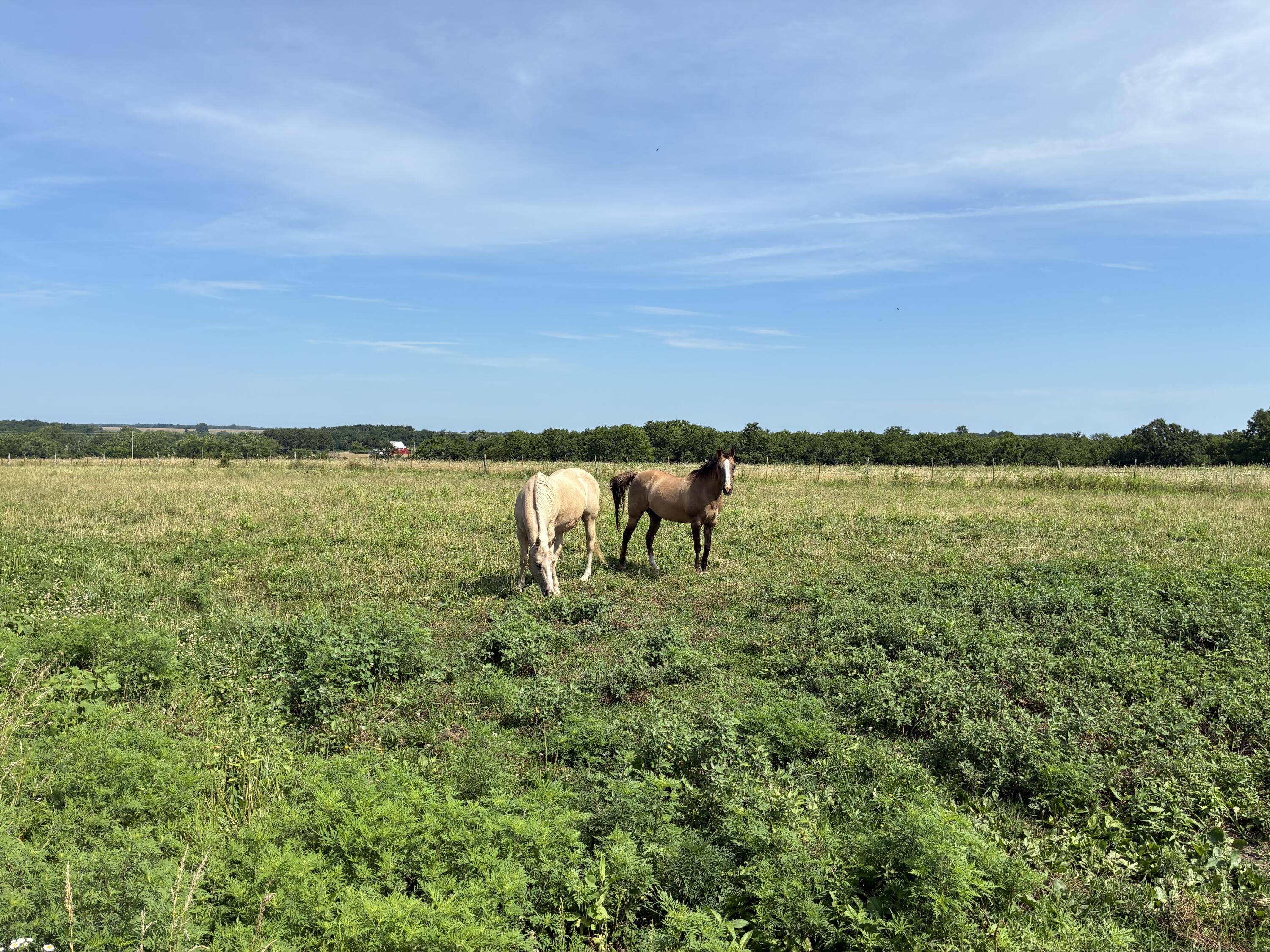 22665 State Hwy 83 Property Photo 7