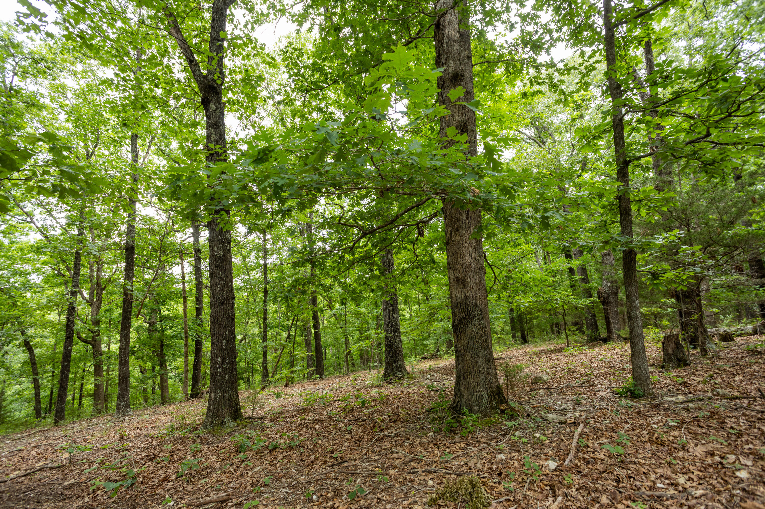 000 Misty Springs Rd Lot 16 Property Photo 7