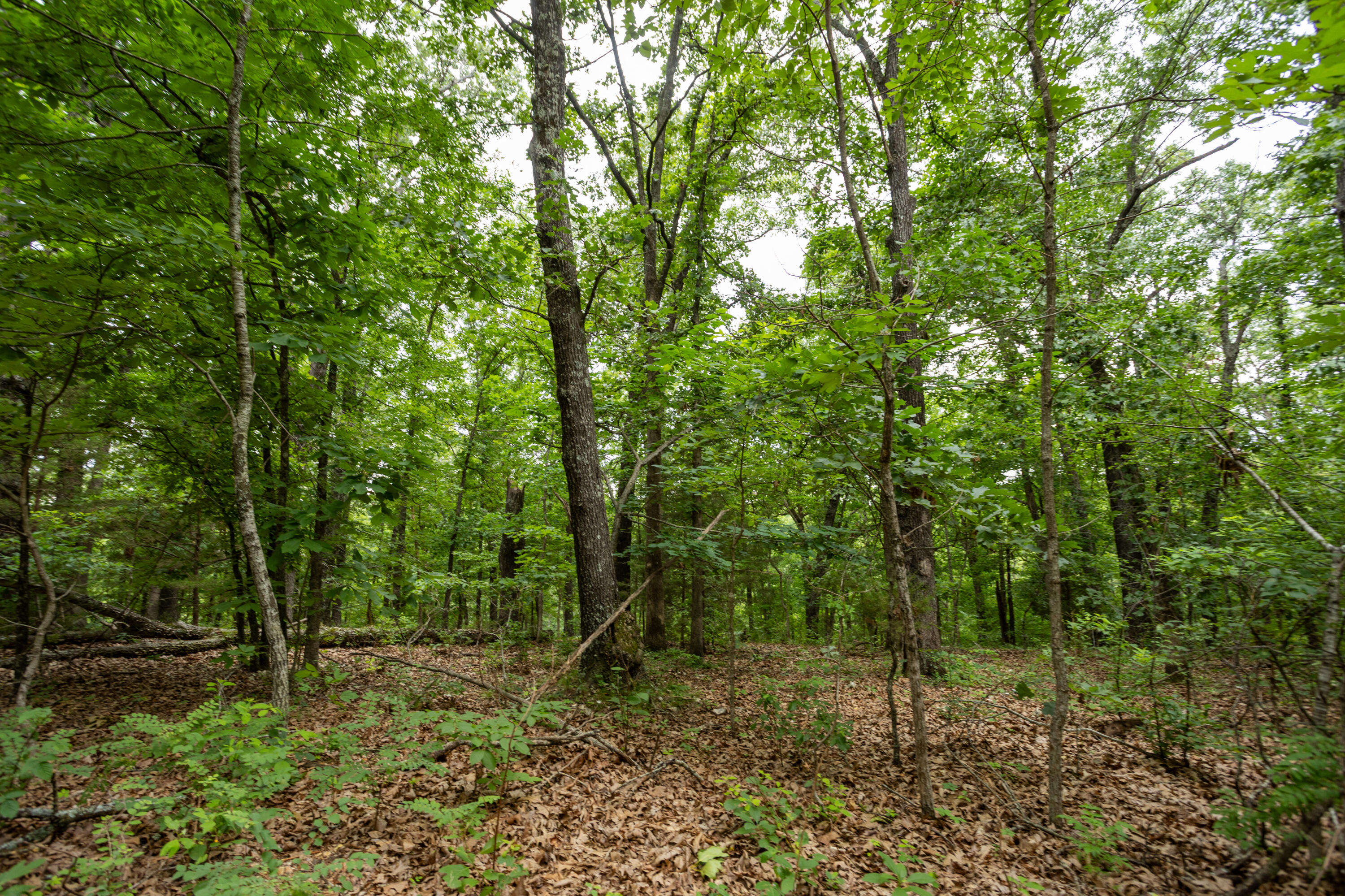 000 Misty Springs Rd Lot 16 Property Photo 31