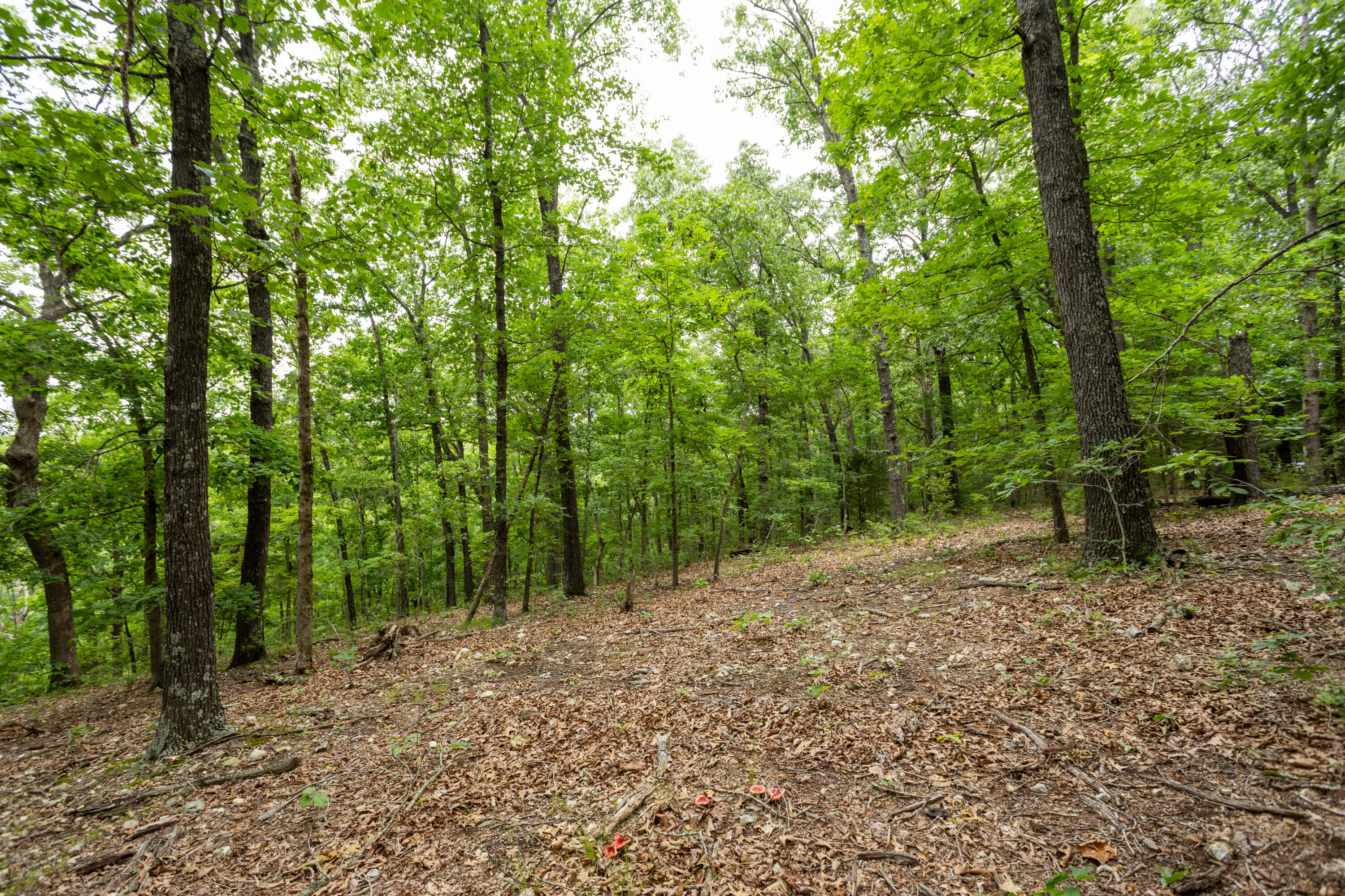 000 Misty Springs Rd Lot 16 Property Photo 32