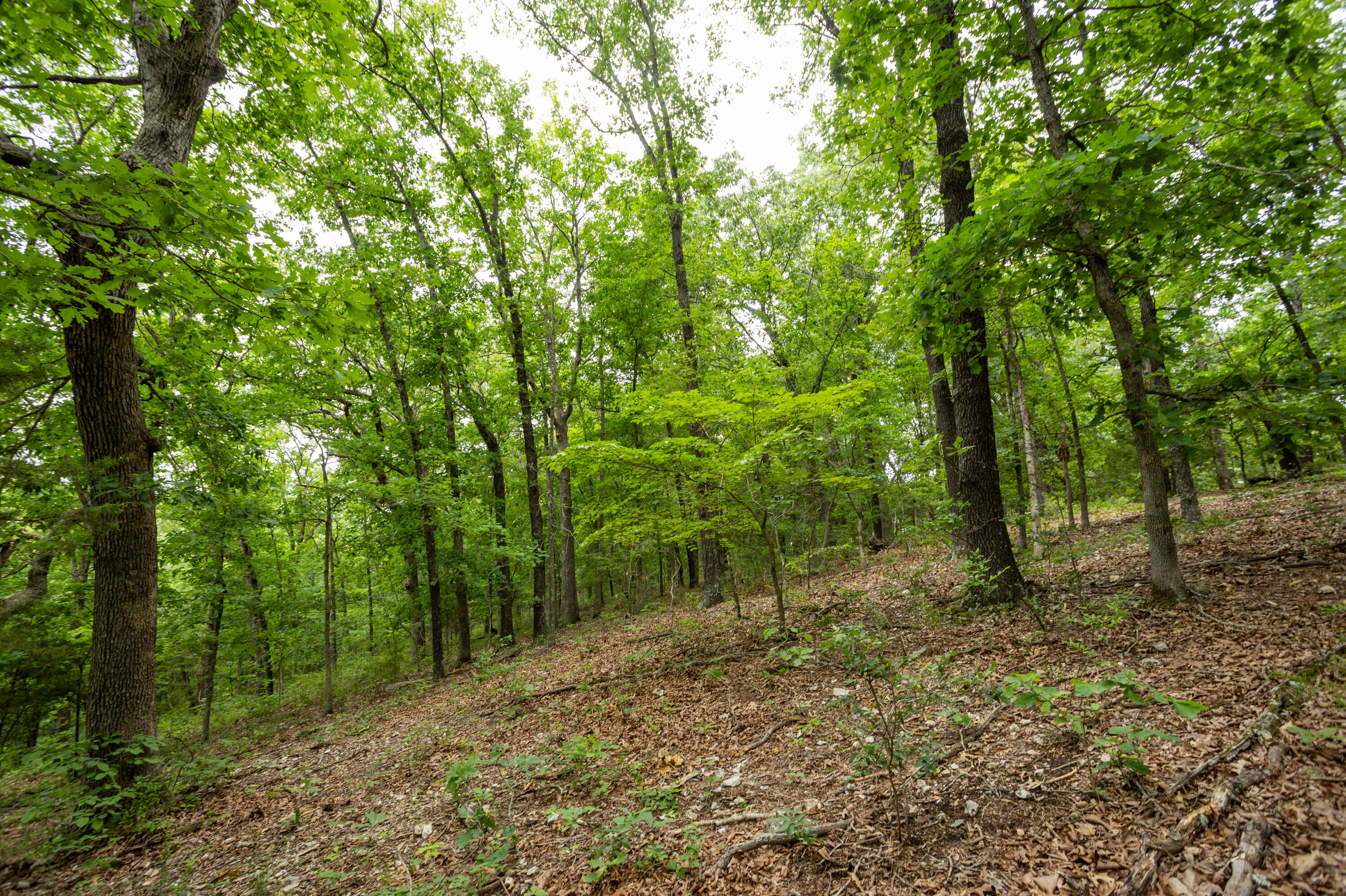 000 Misty Springs Rd Lot 16 Property Photo 34