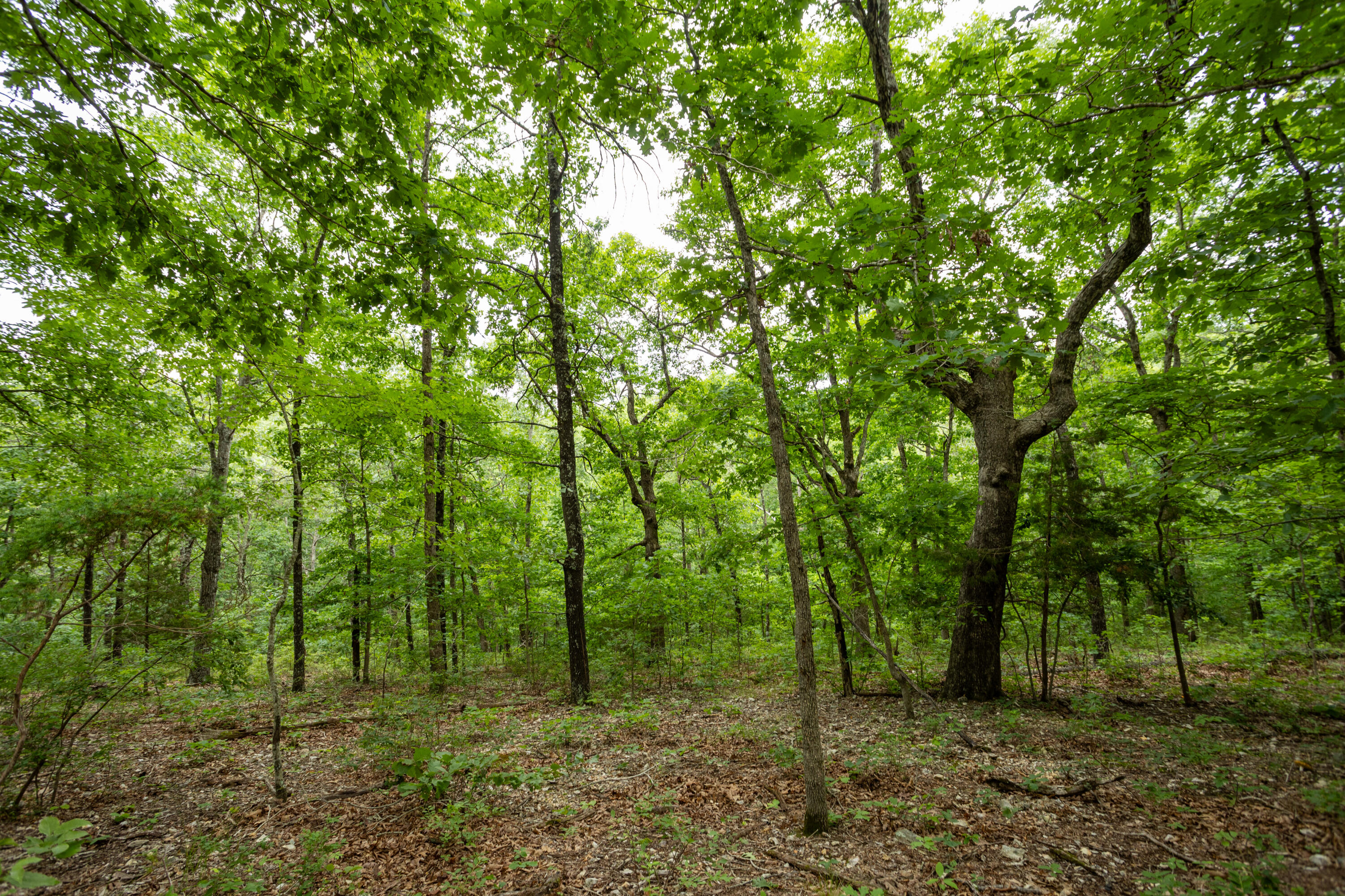 000 Misty Springs Rd Lot 16 Property Photo 35