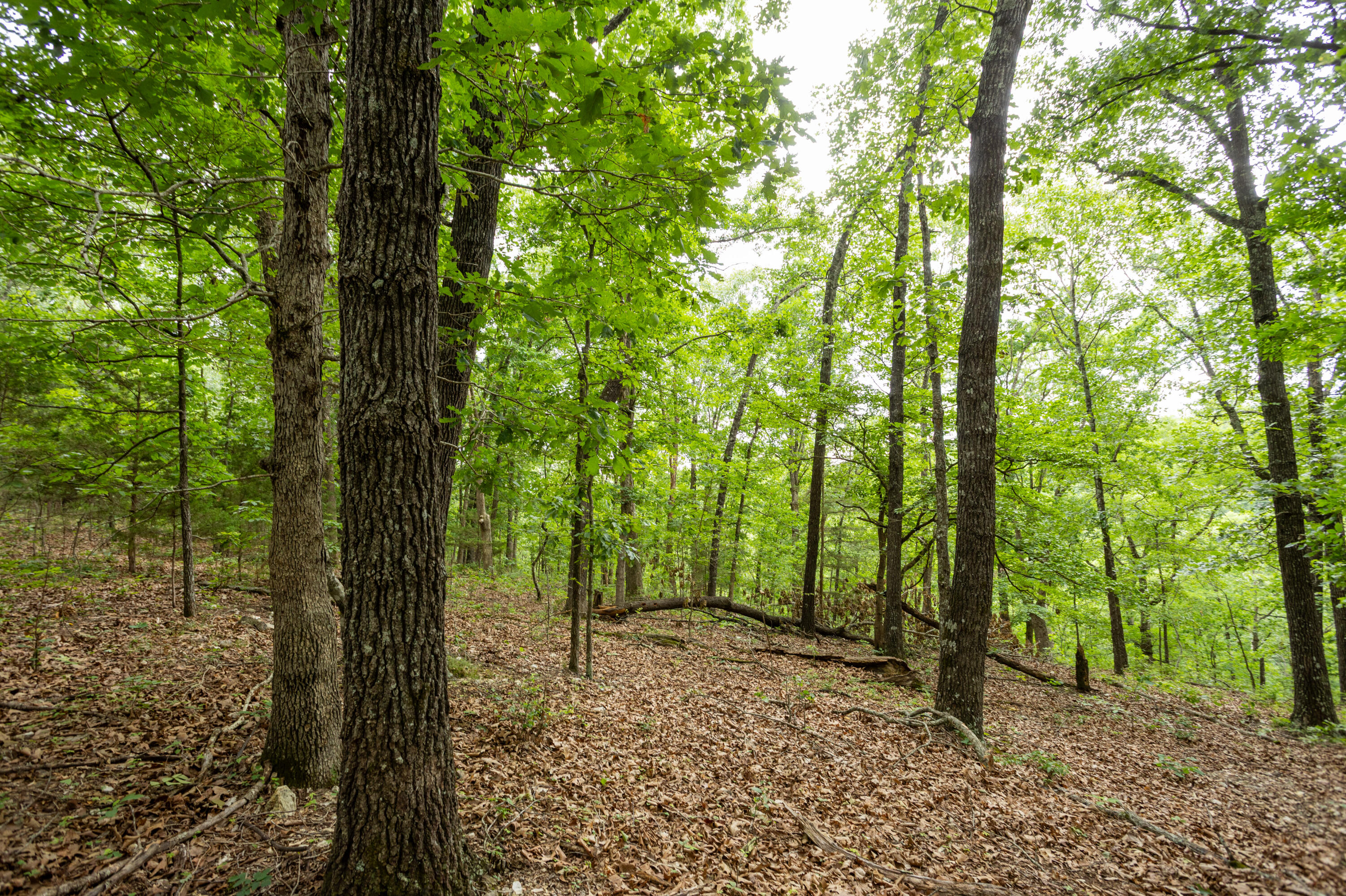 000 Misty Springs Rd Lot 16 Property Photo 37