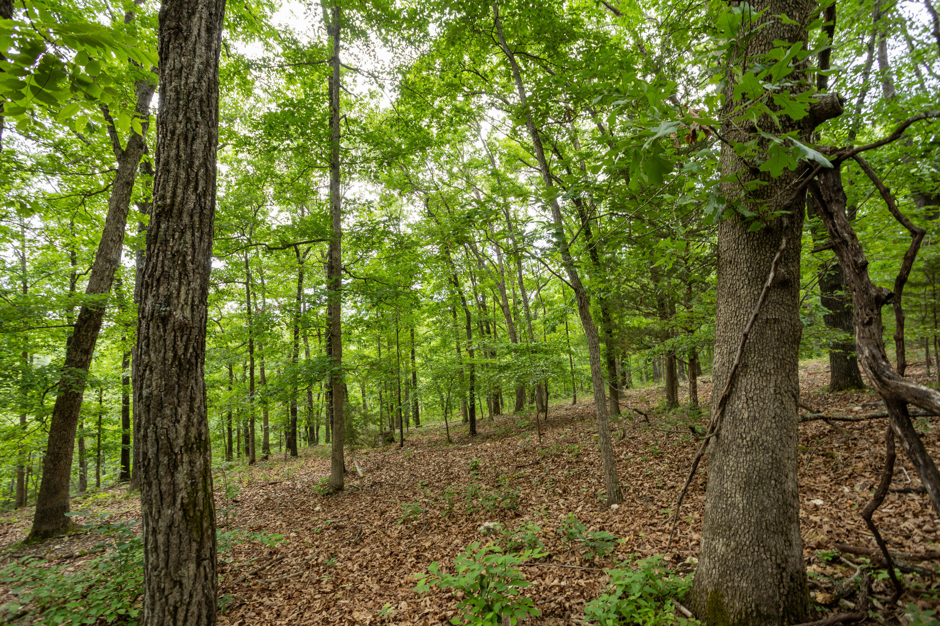 000 Misty Springs Rd Lot 16 Property Photo 38
