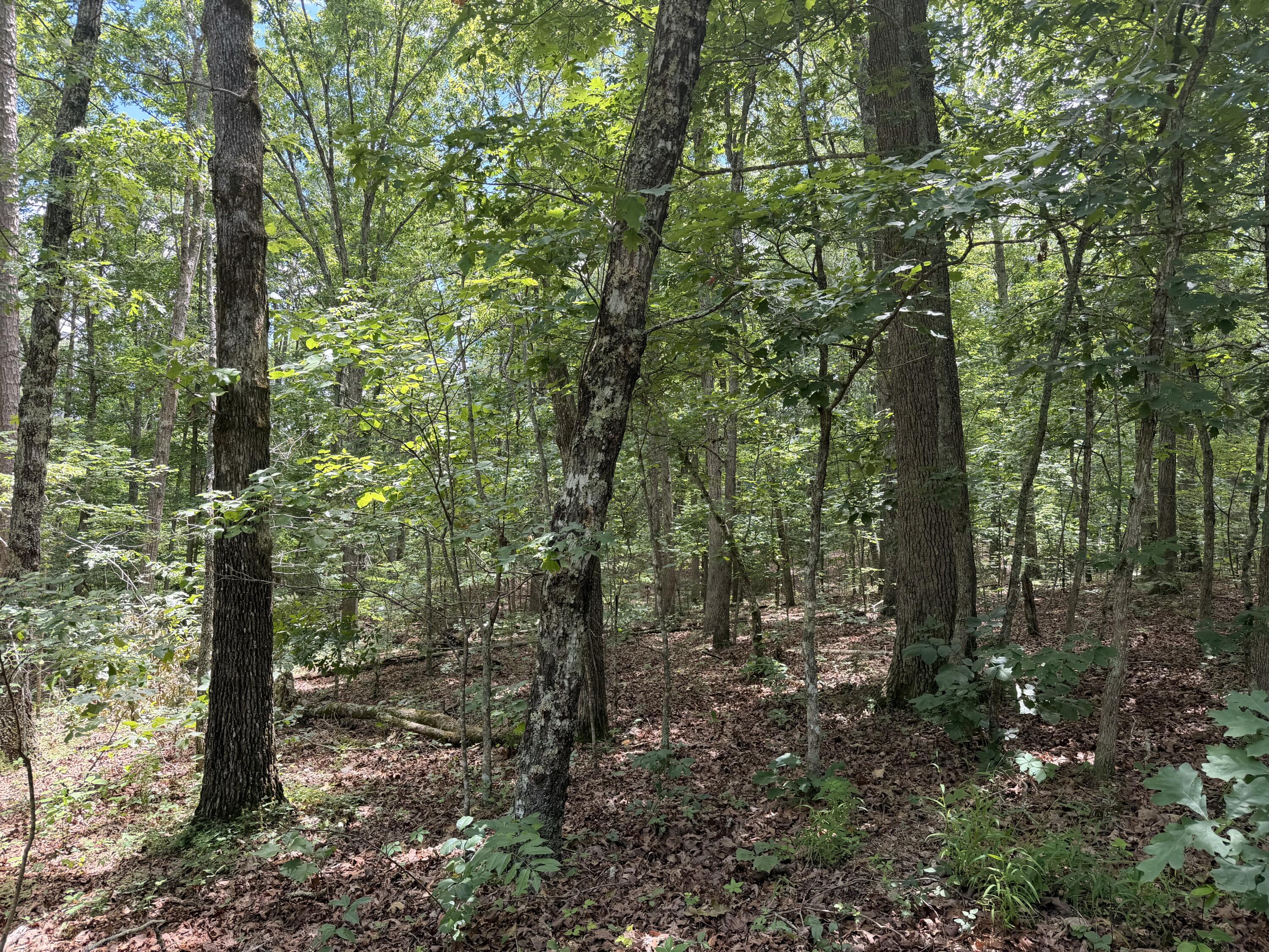 000 Forest Service Road Property Photo 6