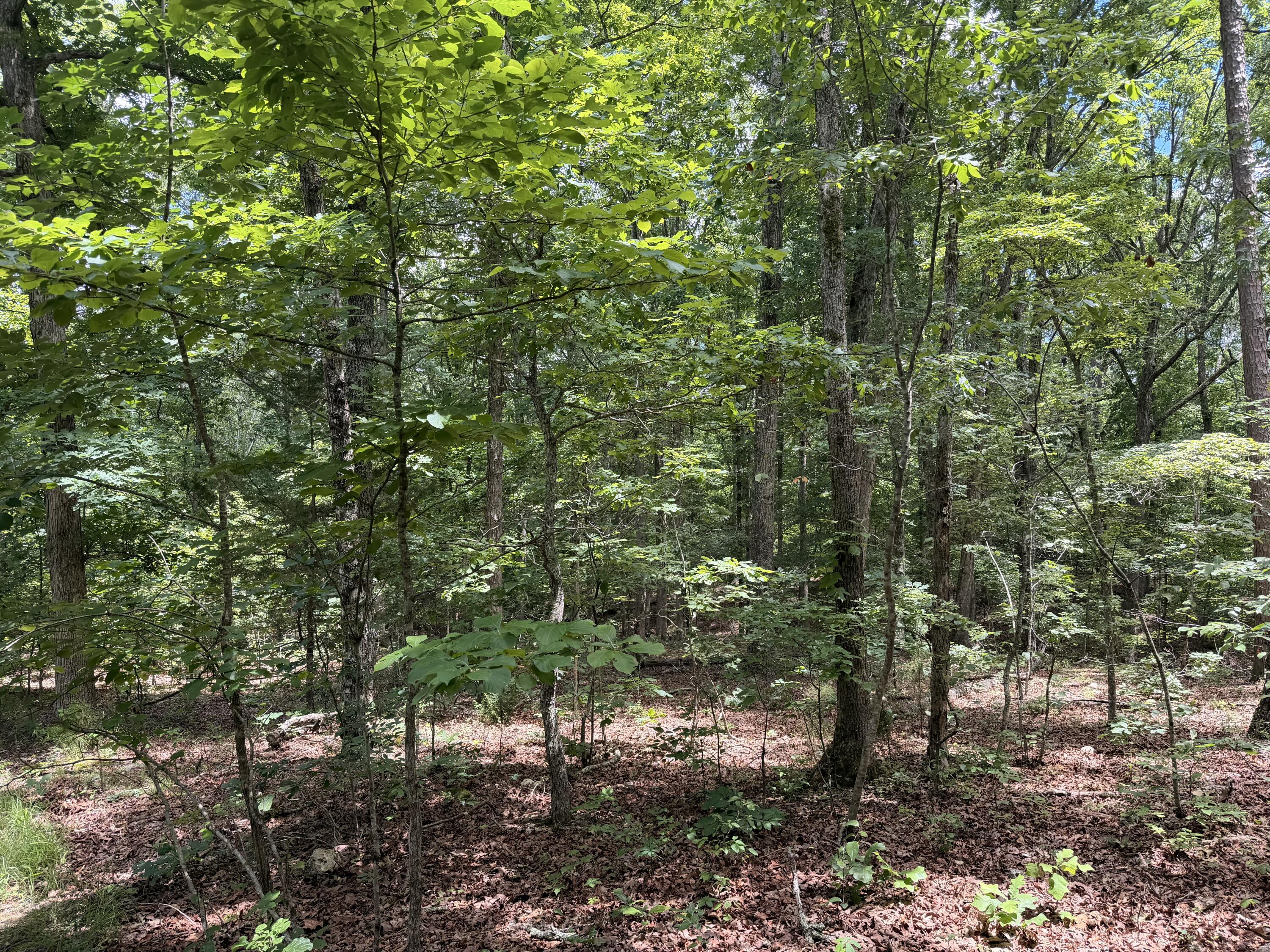 000 Forest Service Road Property Photo 7