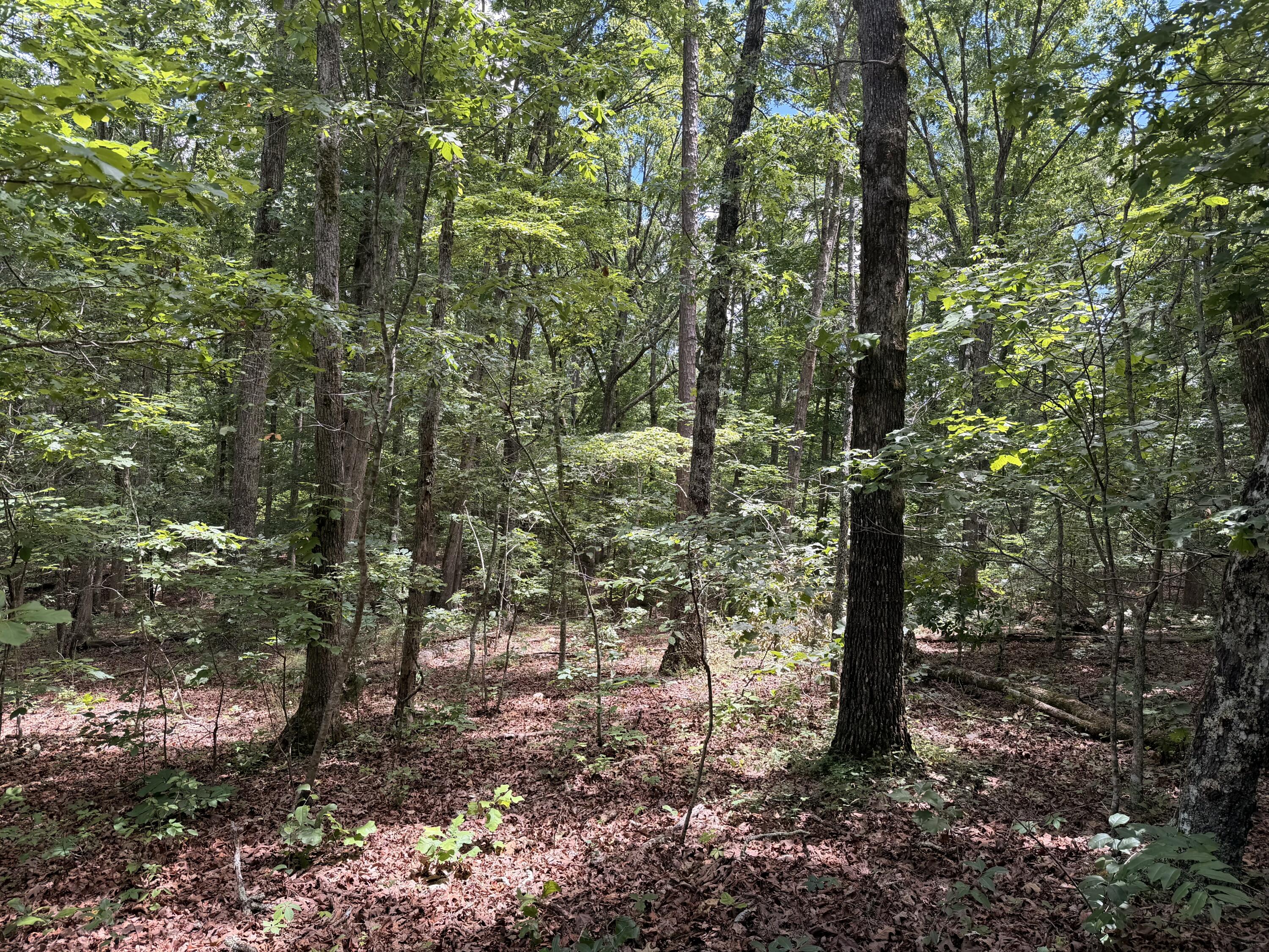 000 Forest Service Road Property Photo 8