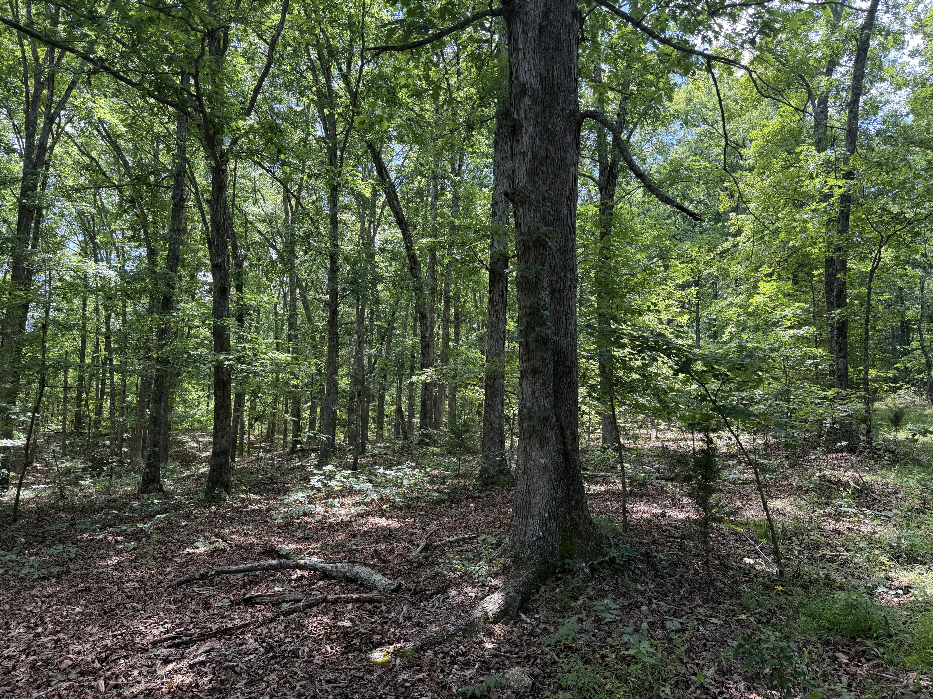 000 Forest Service Road Property Photo 11