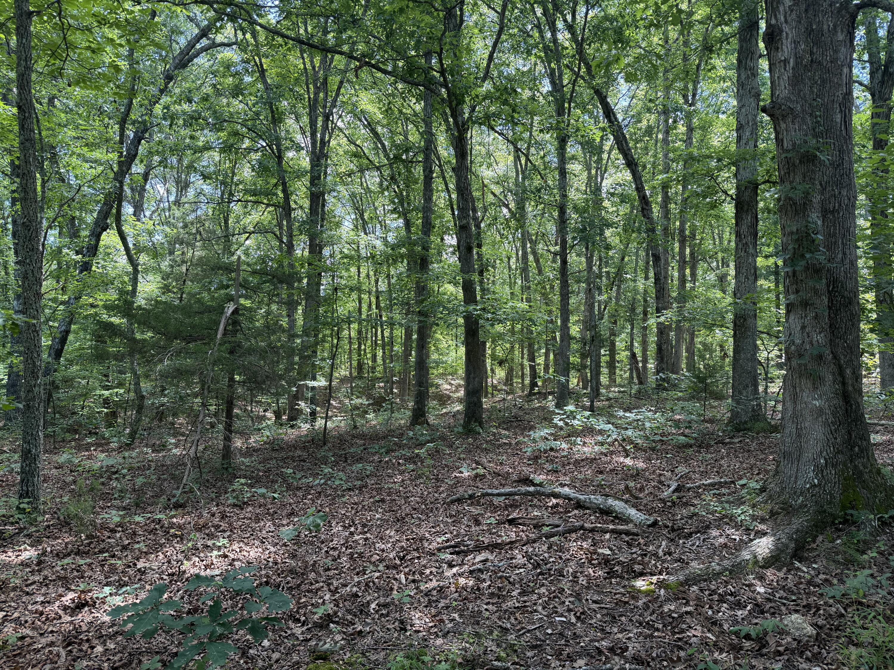 000 Forest Service Road Property Photo 12