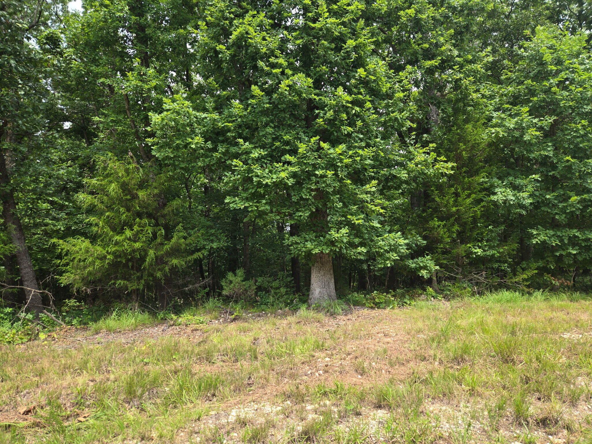 001 Muleshoe Trail Property Photo 3