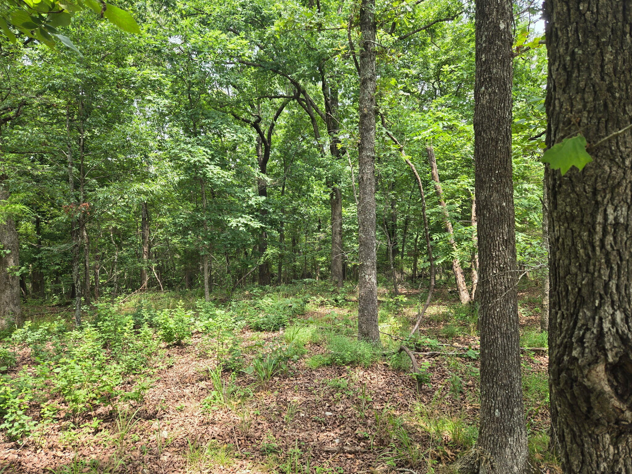 001 Muleshoe Trail Property Photo 6
