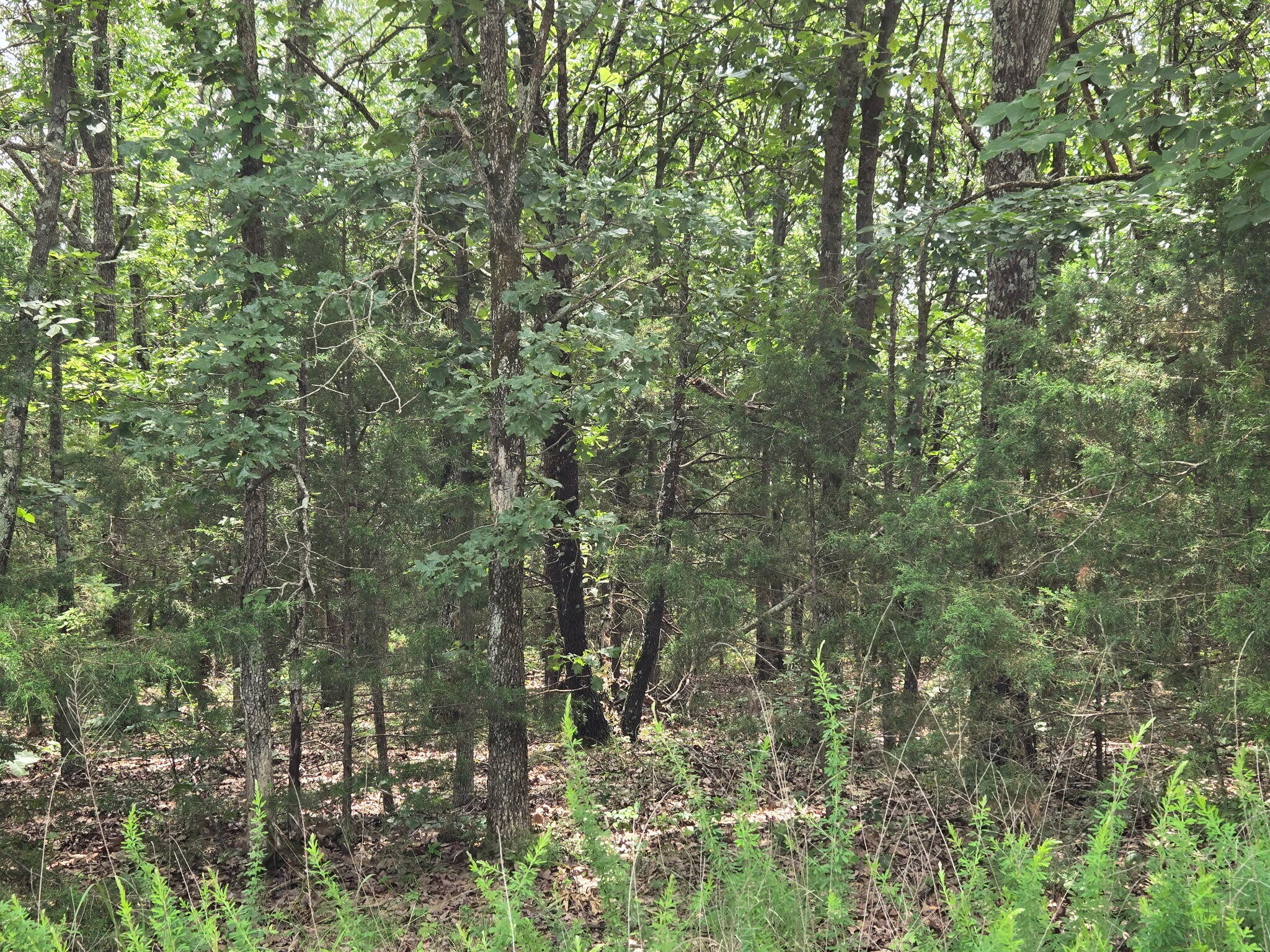 002 Muleshoe Trail 002 Property Photo 3