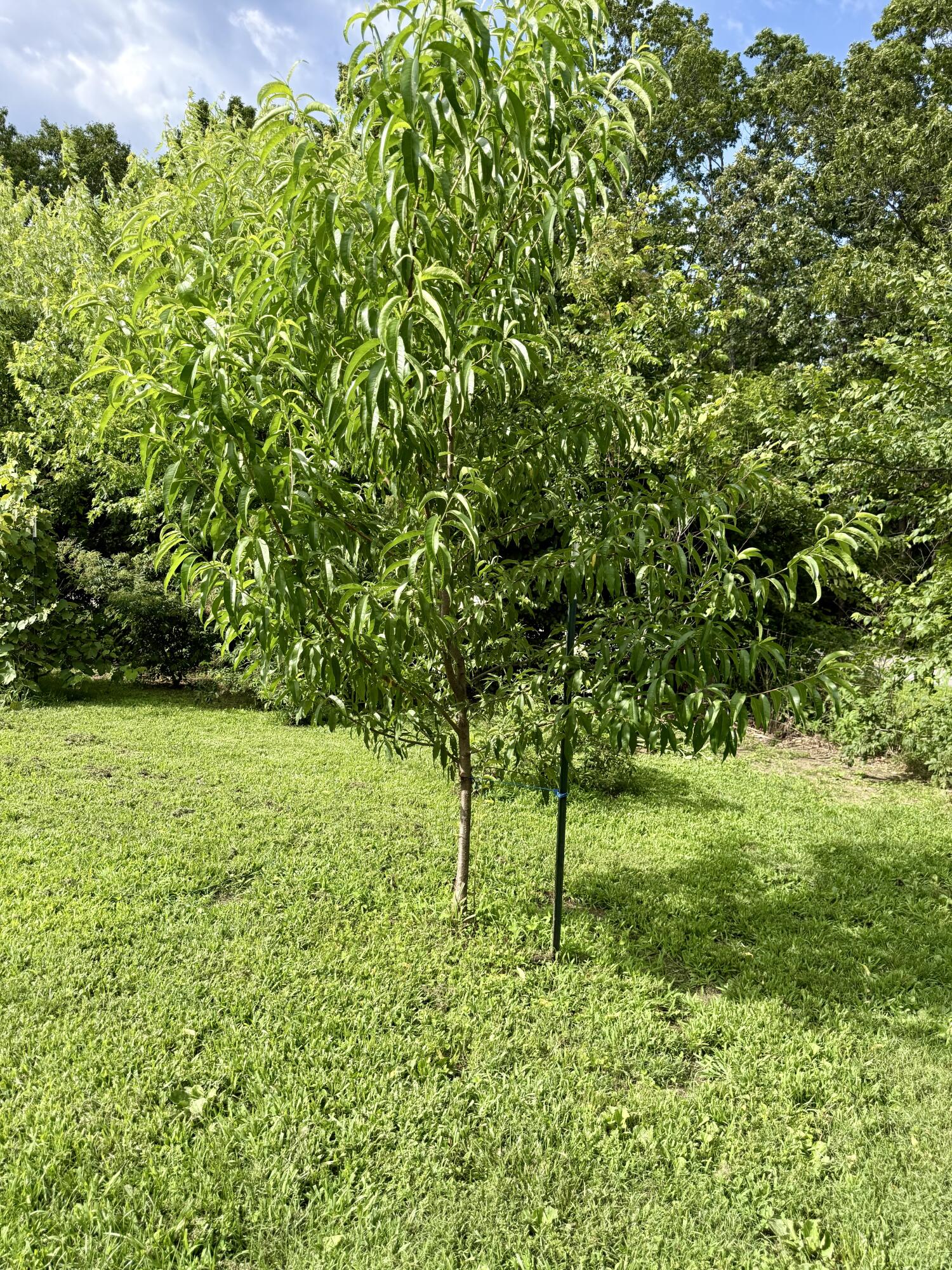 2463 State Highway Dd Property Photo 64