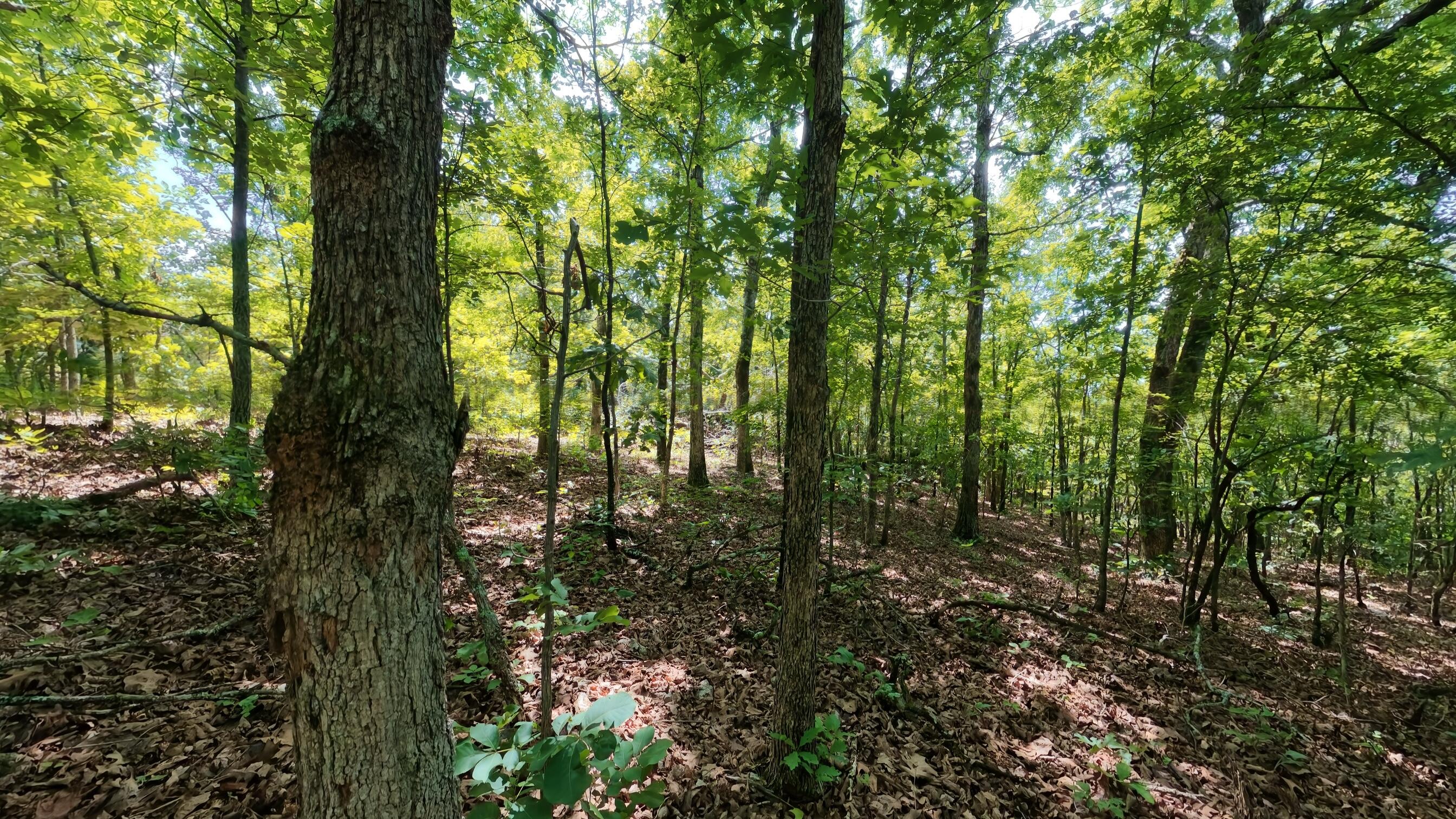 000 Ridgehaven Road Property Photo 3