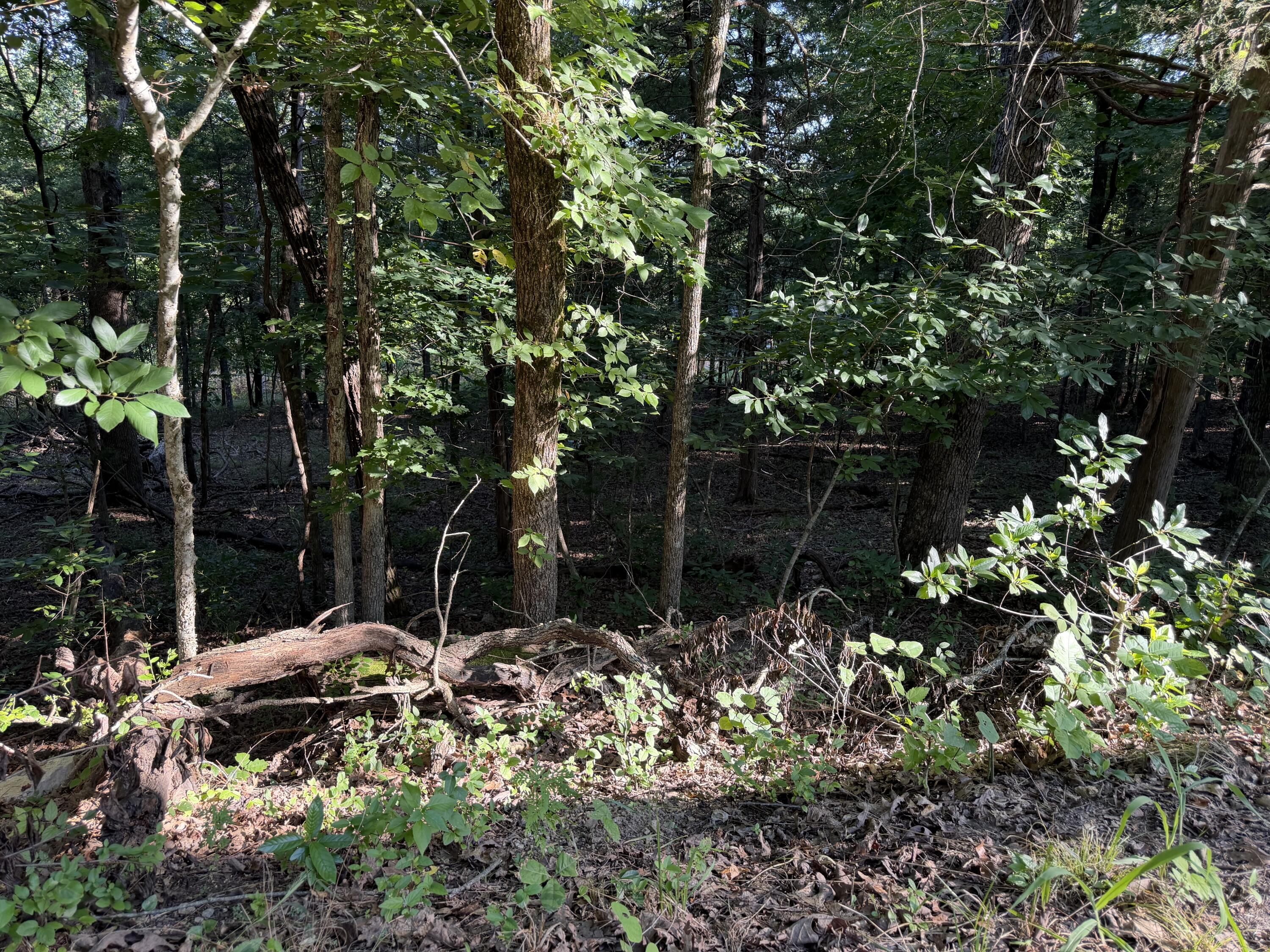 000 Cedar Lane Property Photo 3