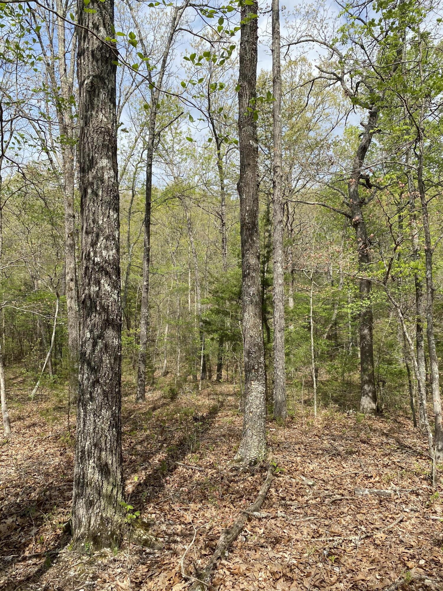 3365 County Road 153 Property Photo 34